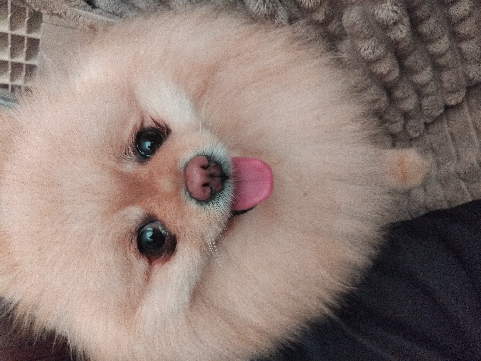 A close-up, eye-level shot shows a fluffy Pomeranian dog with its tongue sticking out. The dog is facing the camera, with its large, dark eyes and pink nose clearly visible. Its light brown fur is prominent, and it appears to be resting on a dark blue fabric to the left and a textured grey blanket to the right. The background is out of focus, but shows a hint of a grid-like structure, possibly a piece of furniture or a ventilation grate. There is no discernible location within the city of Apriltsi, Bulgaria.