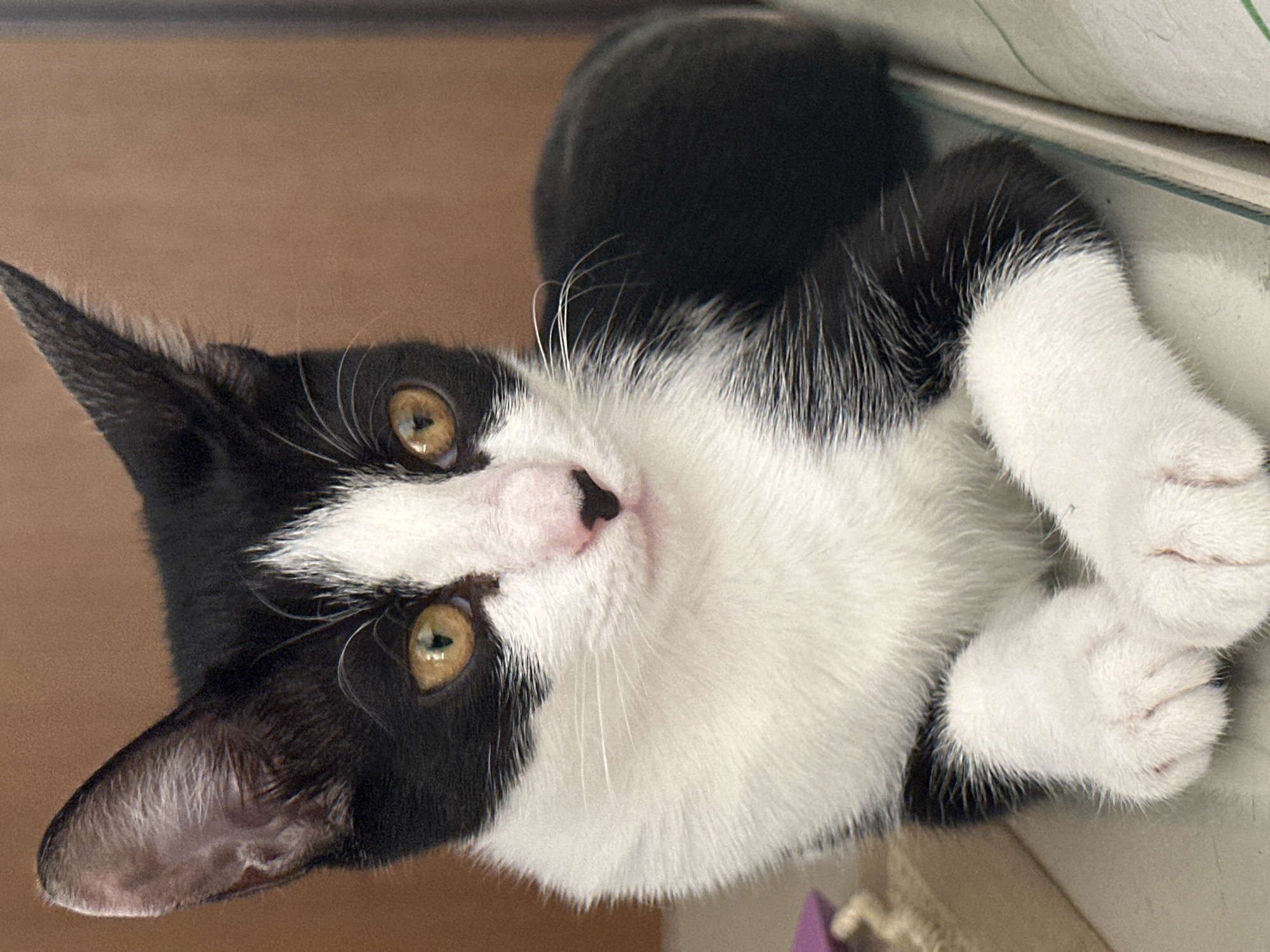 A black and white cat is lying on a surface, possibly a desk or table, with its paws crossed in front of it. The cat has striking yellow eyes and a pink nose. Its fur is predominantly white on its chest and paws, with black markings on its head, back, and tail. The background is a warm brown, suggesting an indoor setting. The lighting is soft, highlighting the cat's features. No specific location in Budva, Montenegro can be determined from the image.