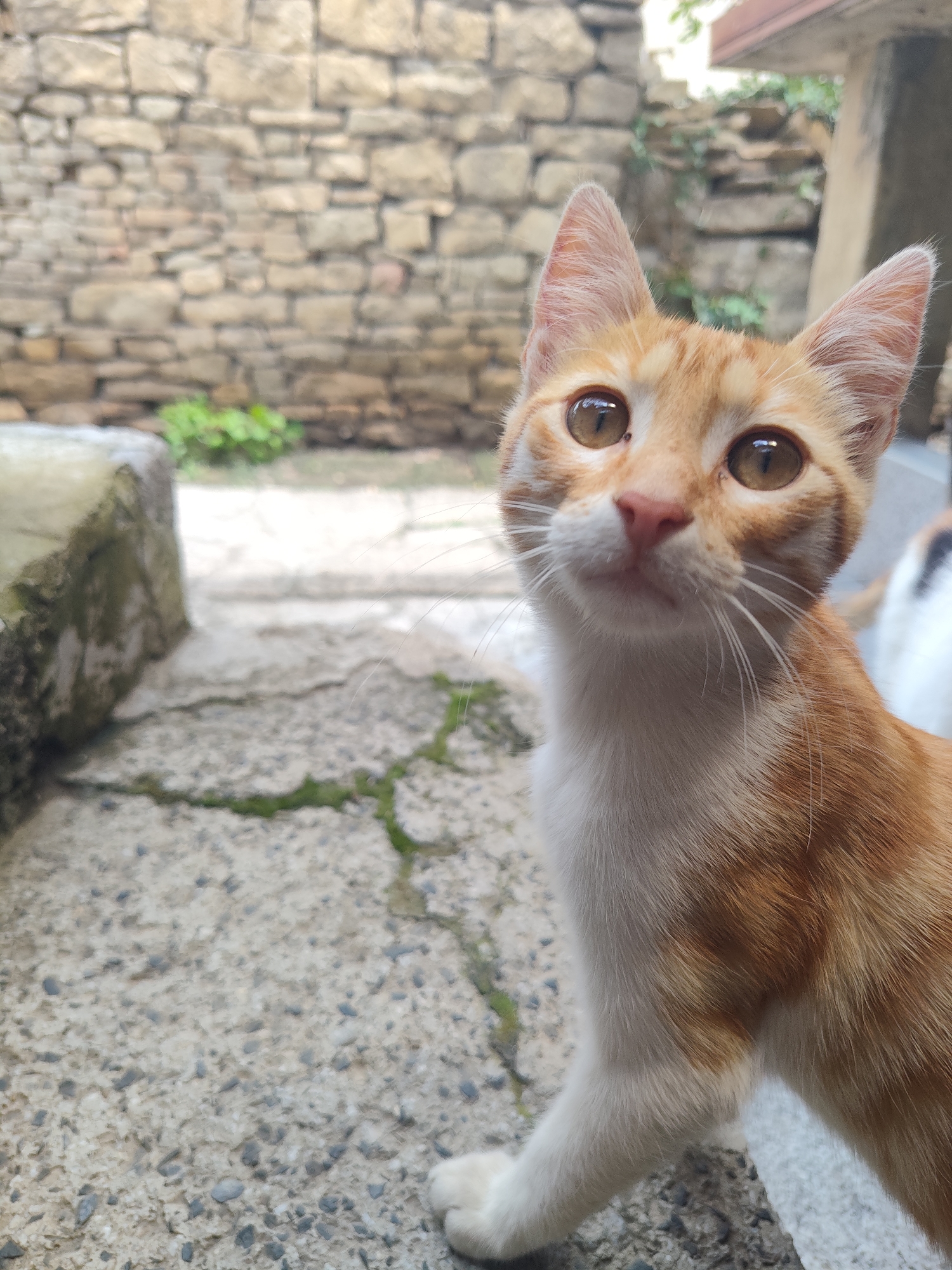 An orange and white kitten is positioned in the lower right quadrant of the frame, facing left and looking upwards. The kitten's fur displays a tabby pattern with stripes of orange and lighter shades. Its eyes are large and amber-colored, with visible pupils. The background consists of a textured stone wall, a cracked concrete ground with patches of moss, and some greenery. The scene appears to be an outdoor setting, possibly a courtyard or alleyway, in the city of Provadia, Bulgaria. There are no people or discernible human interactions depicted in the image. The lighting suggests it is daytime.