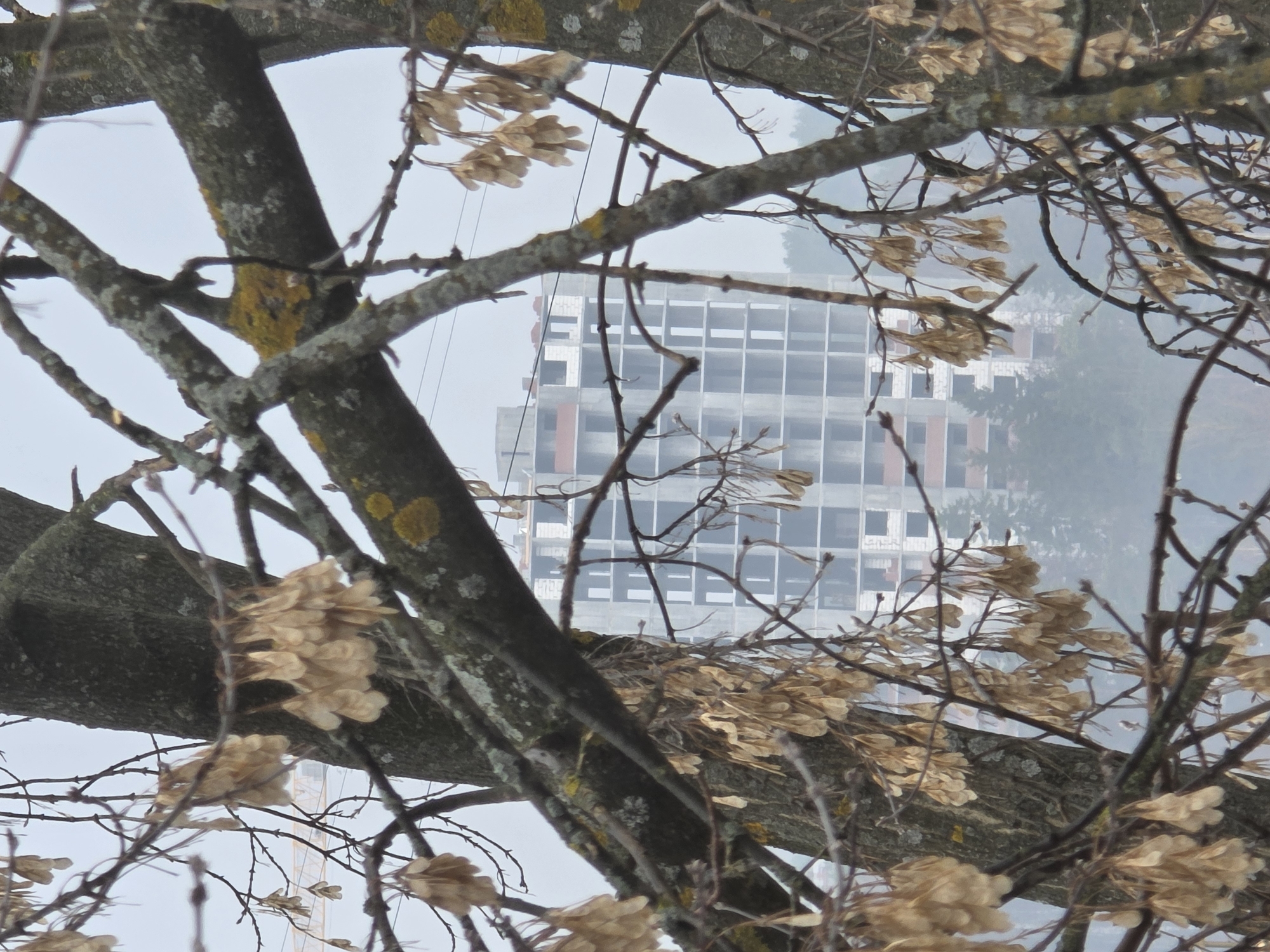 A high-angle, close-up shot focuses on a tree with bare branches and clusters of dry, winged seeds. Through the branches, a multi-story building is visible. The building appears to be under construction or partially abandoned, with unfinished walls and visible grid-like framework. The sky is overcast, creating a muted, grey background. Based on the location, this is in the city of Chaikovsky, Russia.