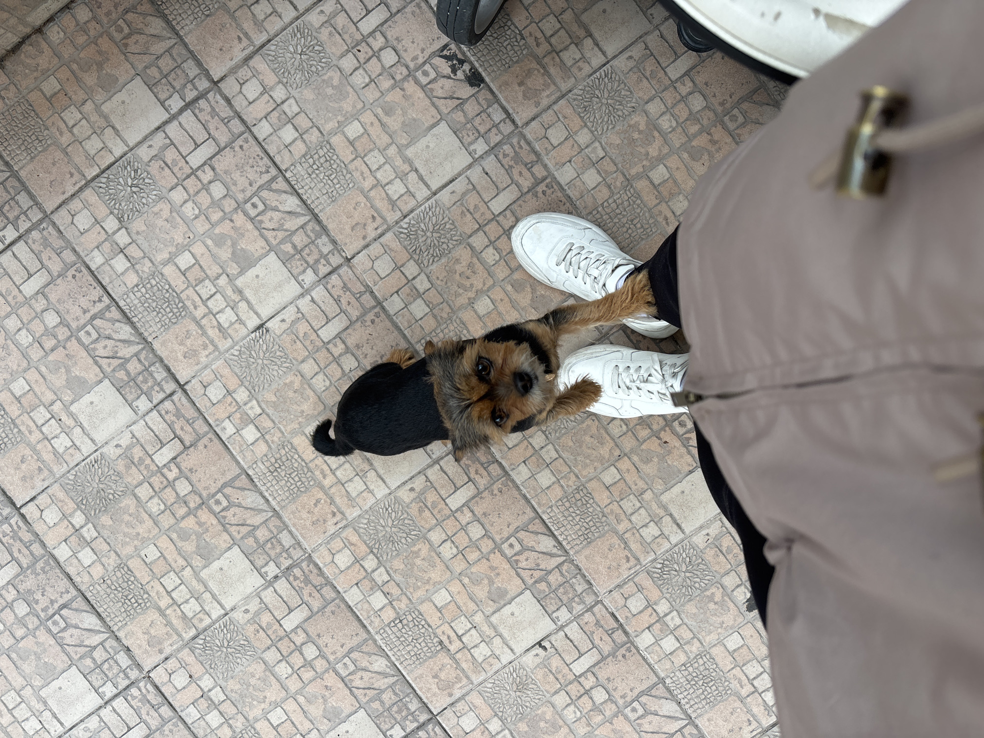 A high-angle shot depicts a small Yorkie dog standing between a person's legs, positioned on a tile-paved ground. The tiles feature a patterned surface. The person is wearing white sneakers and beige trousers. Parts of a vehicle tire and a piece of white car body are visible in the background. Based on the location metadata, this scene is situated in Sochi, Russia.