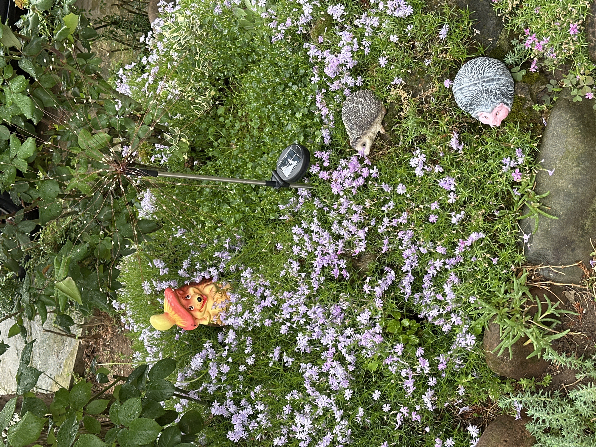 The image shows a garden scene with various plants and garden ornaments. There are small purple flowers covering the ground, along with other greenery. The garden ornaments include two hedgehog figurines, one appearing more realistic and the other a painted stone. There is also a gnome figurine partially obscured by the flowers. A solar-powered garden light is visible, with its panel positioned among the flowers. A stone and some other plant life are also visible.
The location "Montana, Bulgaria" has no impact on the description, as there is no evidence to connect it with the image.