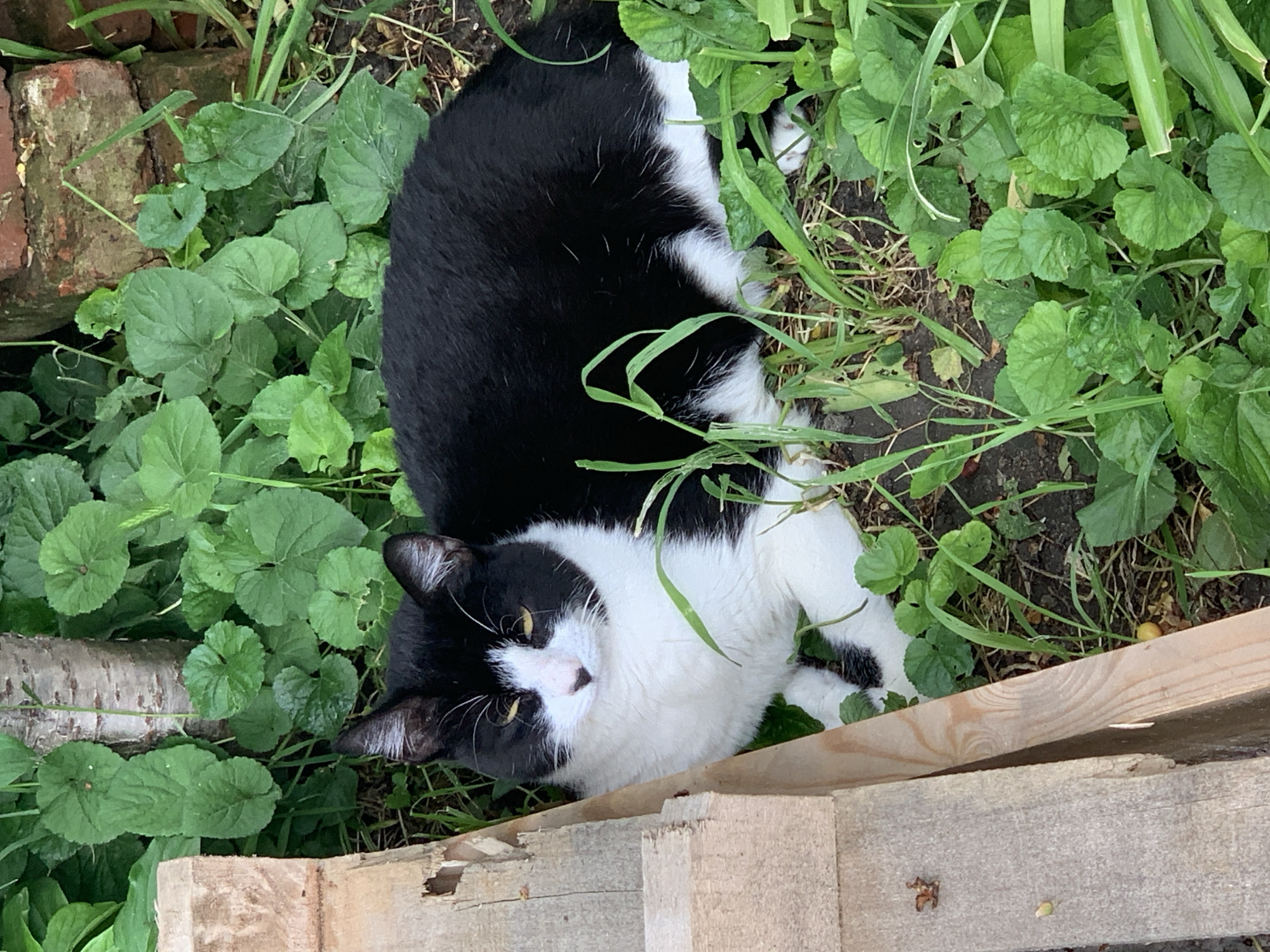 A black and white cat lies in a garden area next to a wooden pallet. The cat is positioned in the lower middle of the frame, with its head oriented towards the bottom left corner and its body stretching upwards towards the top. The cat's fur is predominantly black on its back, head, and upper body, while its belly, chest, and paws are white. The cat's face has black patches around its eyes and a white nose and mouth area. The cat's eyes are open. The garden area consists of various green plants with rounded leaves. A portion of a red brick is visible in the upper left corner. The wooden pallet is in the lower right of the frame, constructed of light-colored wood. The environment suggests an outdoor setting in the city of Unknown, Unknown.