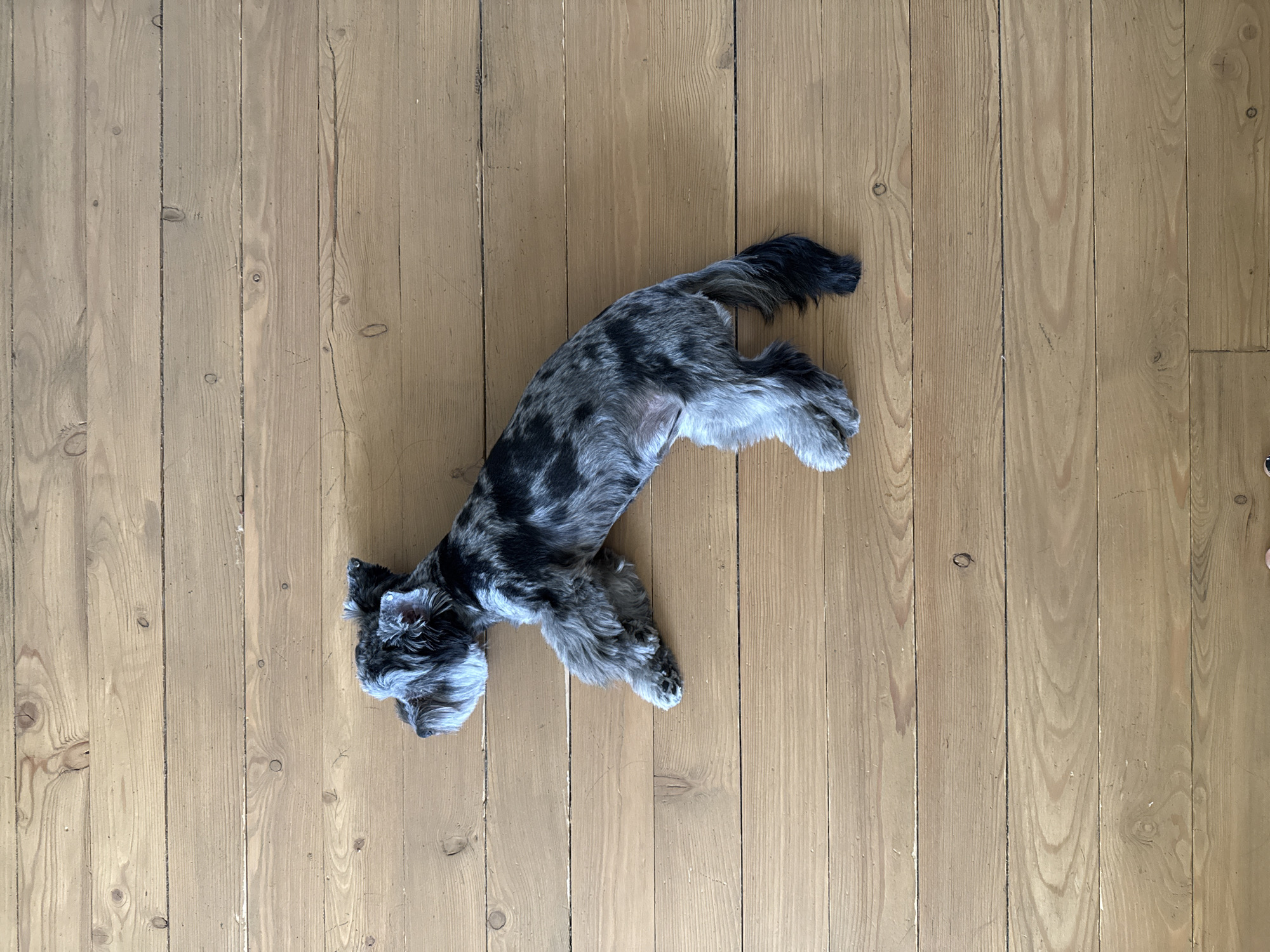 A miniature schnauzer with marbled grey and black fur is lying on a wooden floor. The dog is positioned horizontally across the frame, facing left with its head slightly raised. Its legs are splayed out, with the front left leg extended forward and the back legs tucked underneath its body. The floorboards are light brown and run horizontally across the image. There are no other subjects or objects visible in the frame. The scene is indoors, likely a home. The image does not provide any information about the location in the city of Chaikovsky, Russia.
