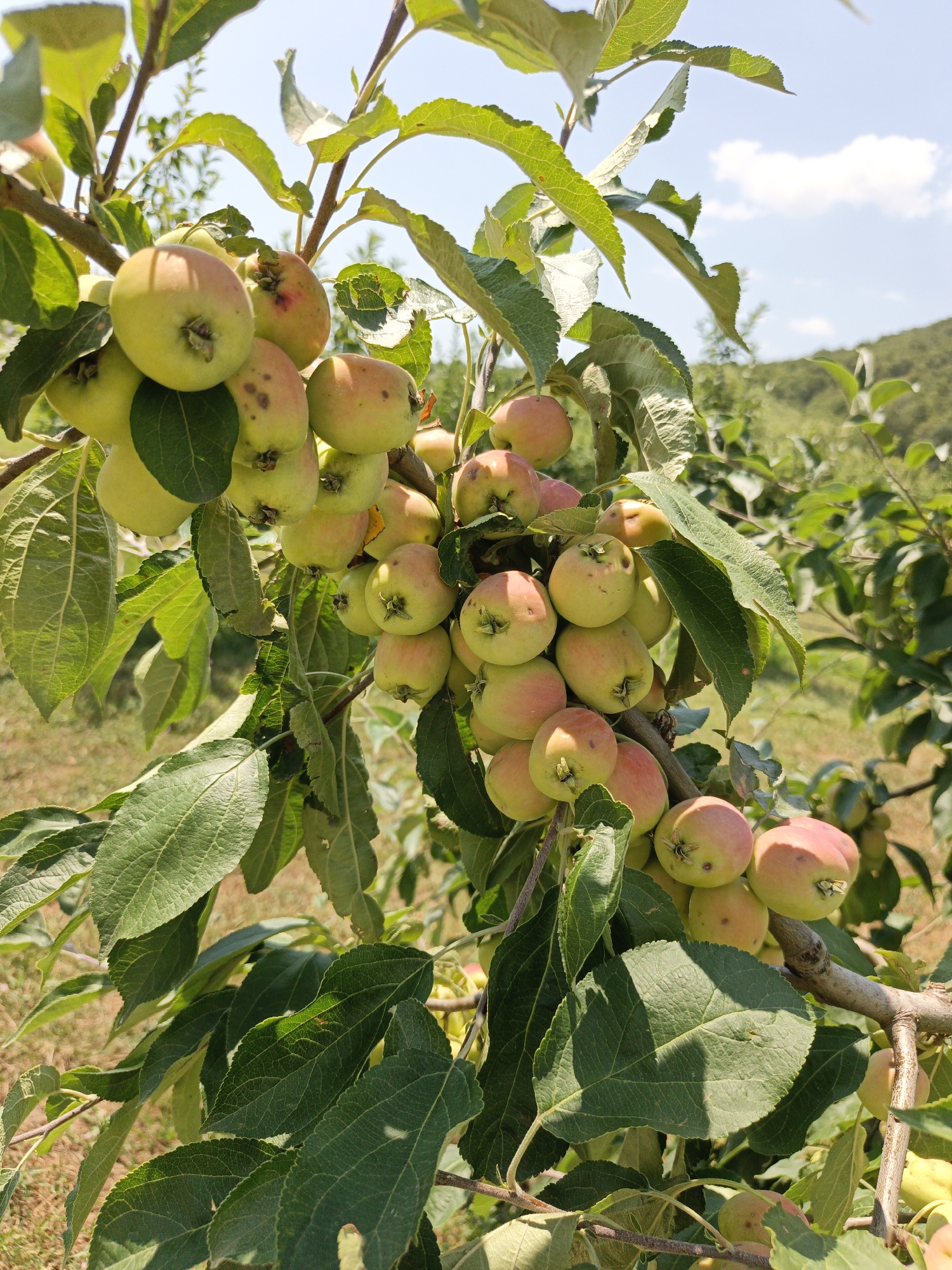 A close-up, eye-level shot shows a cluster of apples hanging from a branch of an apple tree. The apples are small to medium-sized, round, and a mix of yellow and pinkish-red hues, with some showing brown spots or blemishes. They are densely packed together, with some partially obscured by the tree's green leaves. The leaves are broad and have visible veins, some appearing slightly wilted. The background is blurred, with hints of a sunny sky with scattered white clouds, green foliage of other trees and bushes, and a gentle, grassy slope of a hill in the distance. The scene is set outdoors in what appears to be an orchard or a natural wooded area. The image is taken in Pshada, Russia.