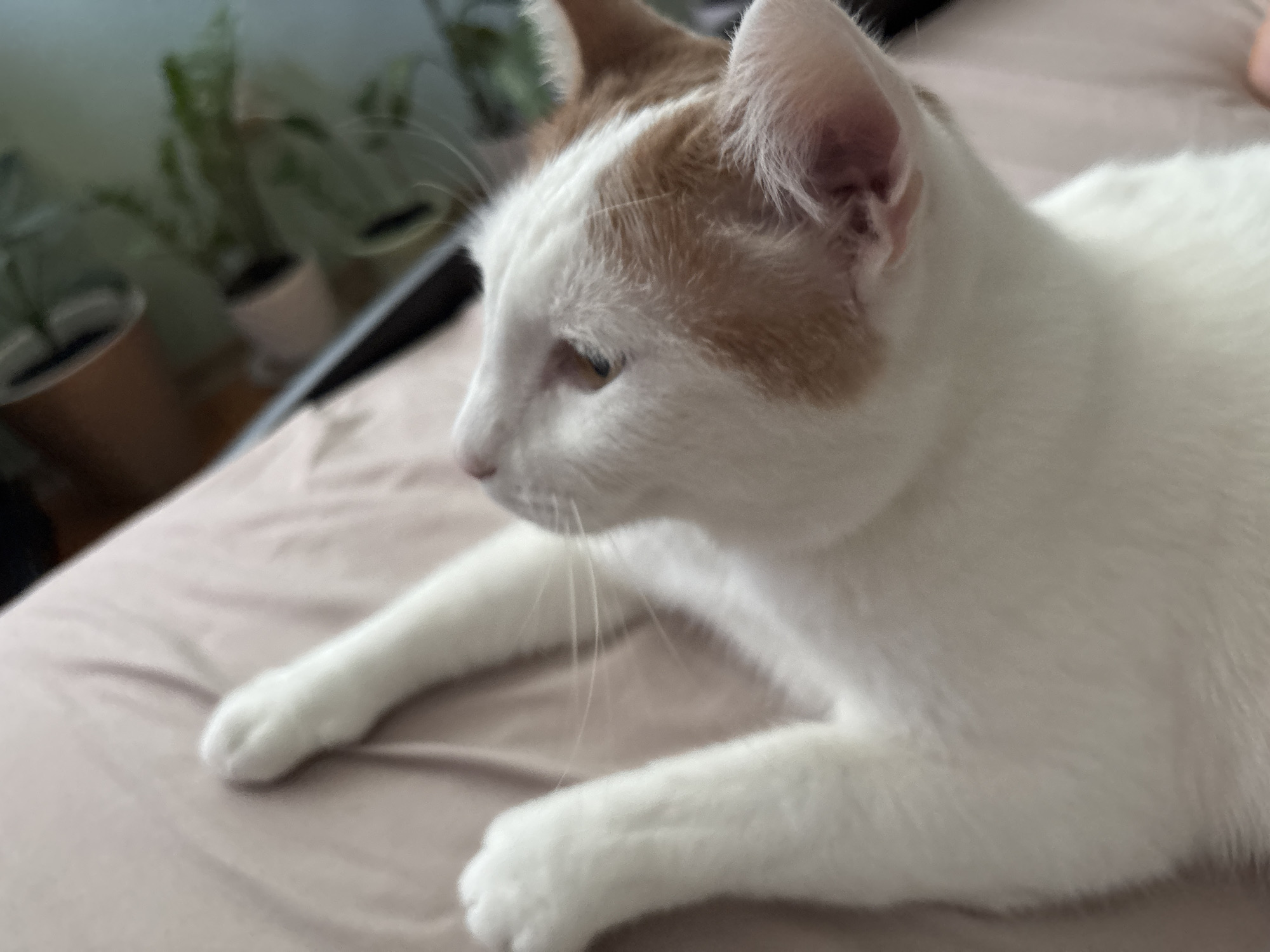 A close-up shot shows a white and orange cat lying on a light brown surface, likely a bed. The cat is in profile, facing left, with its body mostly out of frame. Its fur is predominantly white, with patches of orange on its head and ears. The cat's left paw is extended forward, resting on the surface, and its right paw is partially visible. Its eyes are light-colored and appear to be looking towards the left. The background is blurred, but hints of green plants in pots and a window suggest an indoor setting. The lighting appears soft, possibly indicating daytime. There is no visible text in the image. The overall mood is calm and relaxed, as the cat seems to be resting.
