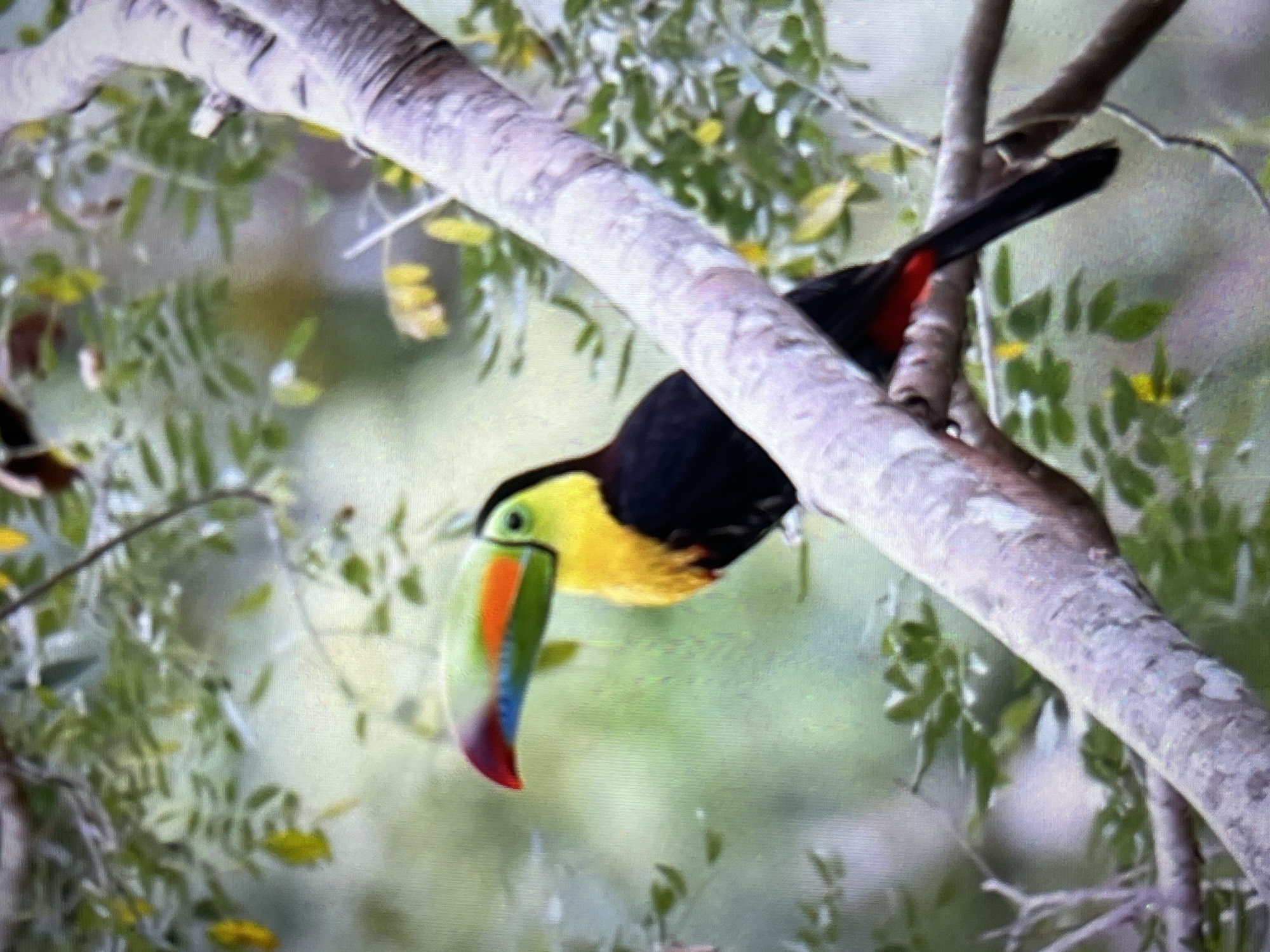 A toucan with a multicolored beak sits perched on a branch in Tinaquillo, Venezuela. The toucan has black feathers on its back and tail, a yellow neck, and a green, orange, and red beak. It is surrounded by green leaves and tree branches. The background is a blurry mix of green and white.
