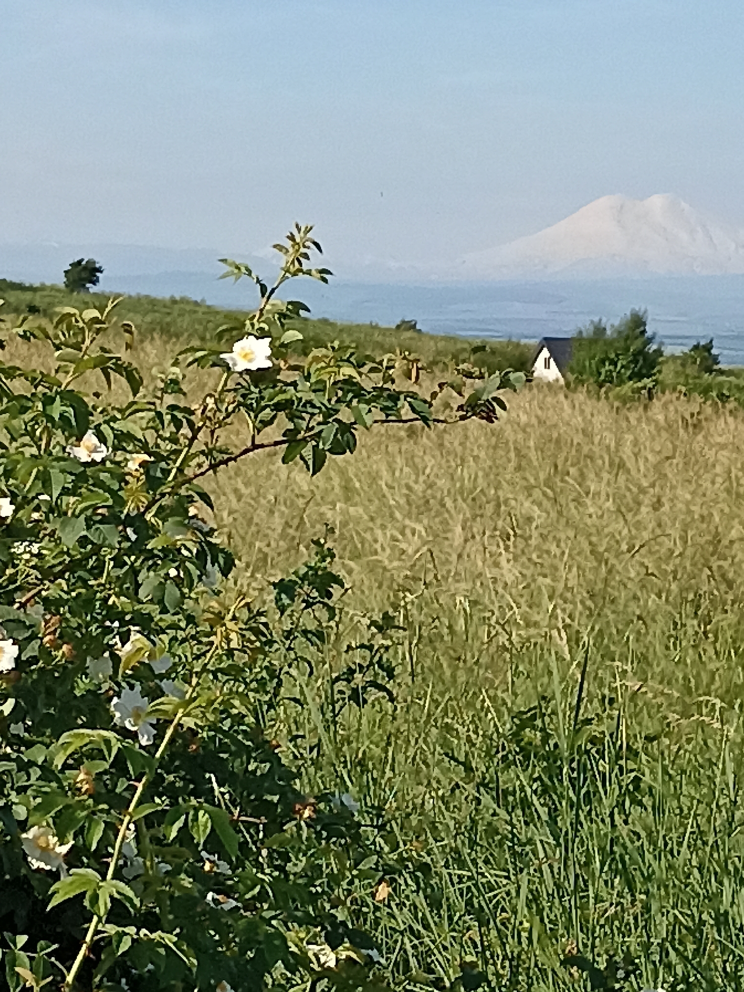 The image depicts a scenic landscape on a clear day, likely late morning or early afternoon, given the bright sunlight and the clear, pale blue sky. In the foreground, a rose bush with white flowers and thorny branches dominates the left side. The bush is lush with green leaves. Beyond the rose bush, a field of tall, dry grass stretches into the middle ground, swaying gently. In the middle distance, a small white house with a dark roof is nestled amongst trees. Further in the background, rolling hills are visible, softened by atmospheric haze. Dominating the horizon is a large, pale, snow-capped mountain, possibly Mount Elbrus, given the geographical context of Lermontov, Russia. The overall mood is serene and picturesque, capturing a peaceful rural setting. There is no visible text in the image.