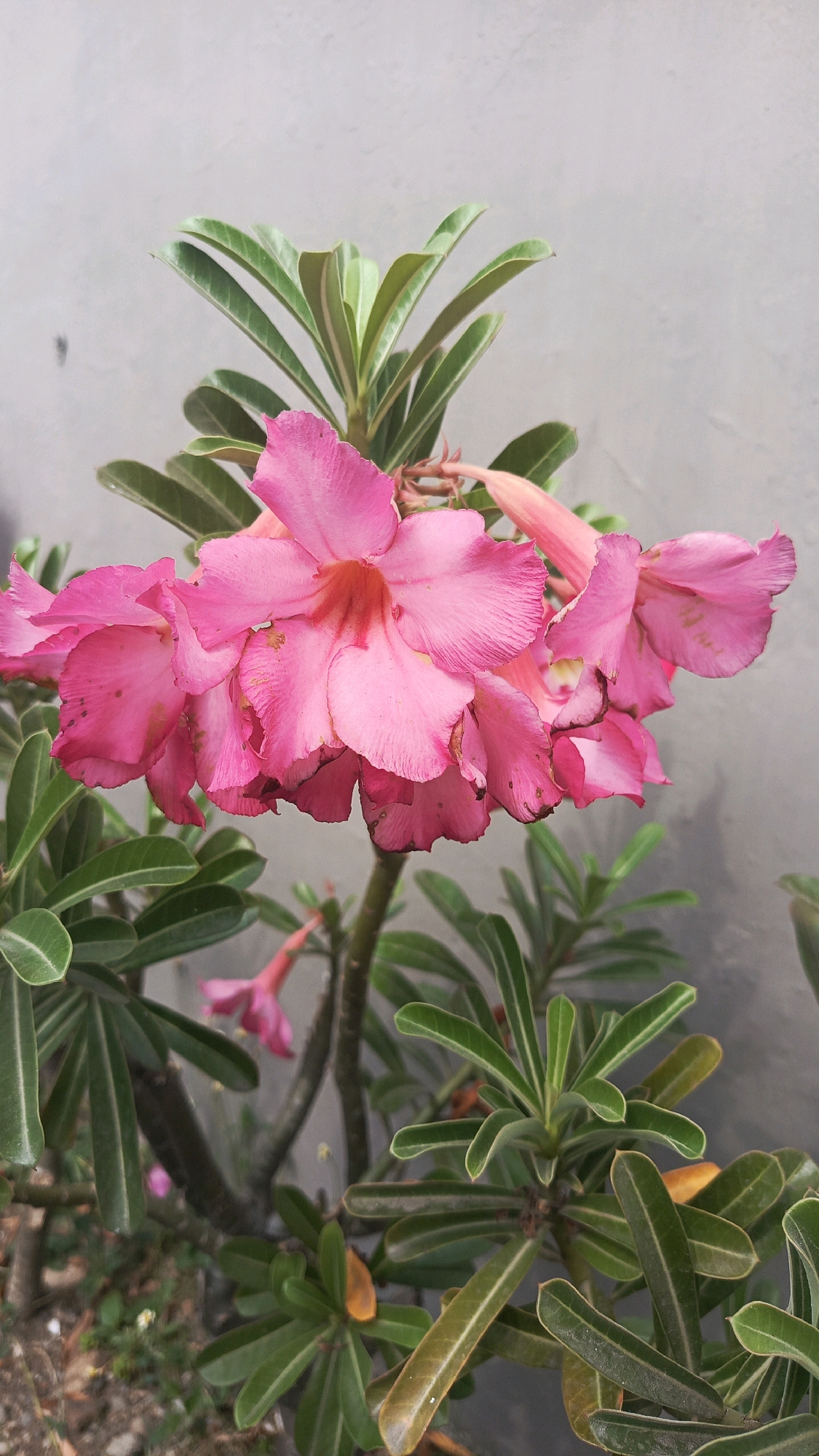 A close-up, vertical, eye-level shot captures a cluster of vibrant pink Adenium flowers in Nologaten, Indonesia. The flowers, with their delicate, ruffled petals and visible red-orange throats, are the central focus. They are supported by green, succulent stems and surrounded by thick, waxy green leaves, some exhibiting a slight yellowing at the tips. In the background, a textured, light gray wall provides a stark, neutral contrast to the bright floral display. The lower portion of the image reveals a glimpse of dry, earthy ground with some scattered brown leaves. The overall lighting suggests a bright, possibly outdoor environment, highlighting the texture and color of the plant. There are no people or animals present in the frame.