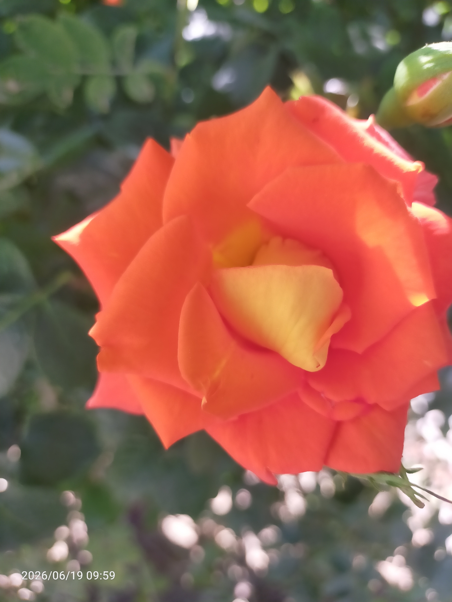 A close-up, outdoor shot focuses on a vibrant orange rose in bloom, its petals tinged with yellow at the center. The rose is positioned slightly off-center to the left, with a green bud visible to its upper right. The background consists of blurred green foliage and out-of-focus bokeh lights, suggesting a sunny day. The bottom left corner of the image displays a timestamp: "2026/06/19 09:59". The scene is depicted from a slightly low angle, looking up at the flower.