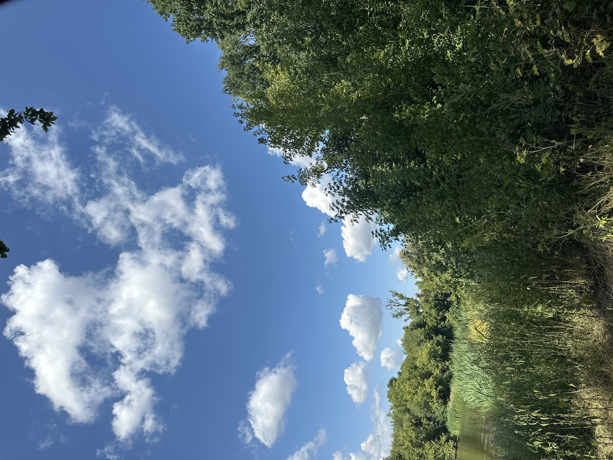 A serene, sunlit landscape captures the natural beauty of Makiv, Ukraine. The bright blue sky is adorned with fluffy white cumulus clouds, creating a picturesque backdrop. In the foreground, lush green foliage, tall reeds, and dry grasses line the edge of a tranquil body of water. The water reflects the sky and the surrounding greenery, adding to the peaceful ambiance. The scene is dominated by the vibrant colors of nature, with a clear distinction between the sky, vegetation, and water. The image appears to be taken on a clear day, with the sun casting a warm glow over the landscape.