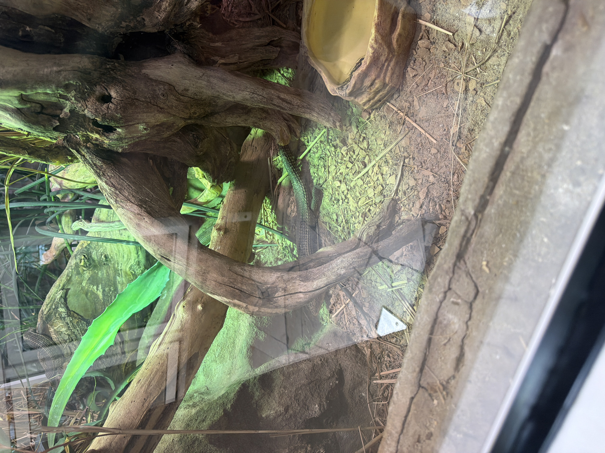 This media file shows a close-up, angled view of a reptile terrarium. The primary subject is a lizard, partially visible and camouflaged against the earthy, wooded environment. The lizard appears to be dark green or black with visible scales.
The terrarium's setting is rich with naturalistic elements. A large, gnarled piece of driftwood dominates the center of the frame, with a smaller branch extending from it. The substrate consists of small stones, dirt, and dried grasses. A bright, artificial green plant is positioned to the left, adding a vibrant contrast to the muted tones of the wood and ground. In the upper right, a light-colored, rock-shaped dish is visible, likely for water or food.
The lighting in the terrarium appears to be artificial, casting a green hue across much of the scene, which may be from a heat lamp or specialized lighting. The time of day and weather are not discernible. There is no visible text in the image. The overall impression is of a naturalistic habitat designed for a reptile, with the lizard being the focal point of this enclosed environment. The image is taken through glass, with reflections potentially visible on the surface.