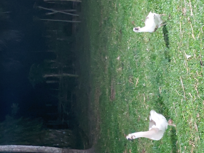 Two domestic geese are present in a low-light outdoor environment in Keude Cunda, Indonesia. The foreground consists of green grass with minimal dry debris. A goose on the left, primarily white with light brown-grey back and wing feathers, displays a prominent dark knob on its beak and dark eyes. It faces slightly right with its head raised, appearing to move forward. Approximately two meters to its right and slightly behind, a second, smaller goose, also predominantly white with light brown-grey back feathers and a dark beak knob, moves rightward. The background is dominated by dense, dark foliage and multiple tree trunks, obscured by darkness, suggesting a forested or heavily vegetated area. No human presence or specific interactions between the geese are observed.