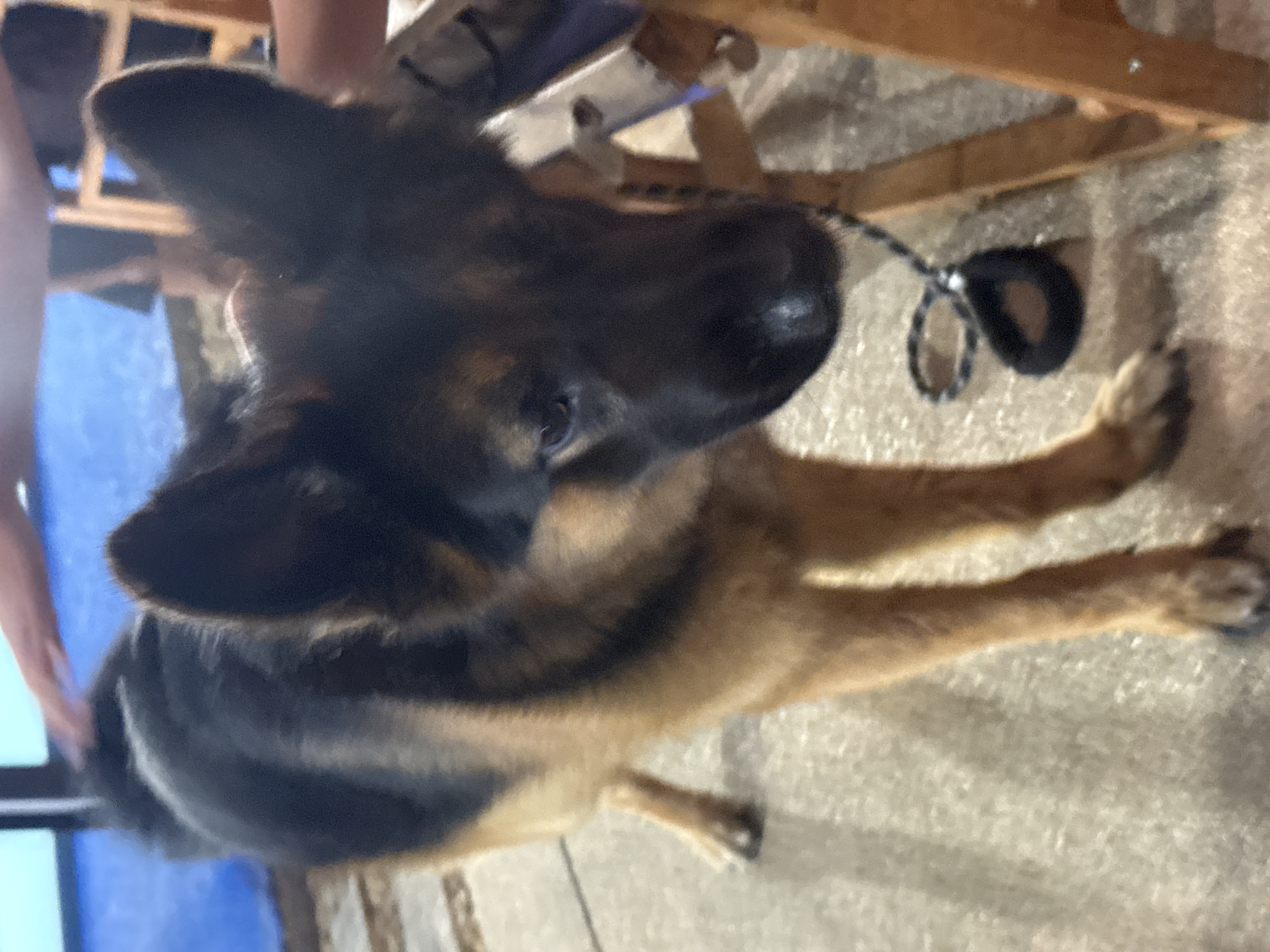 The image depicts a German Shepherd dog on a textured outdoor surface, possibly a patio or sidewalk. The dog is primarily black and tan, with large, erect ears. It appears to be tethered by a black and white rope leash, the handle of which is resting on the ground near its paws. In the background, wooden furniture, likely chairs or tables, is visible. A person's hand is seen in the upper left quadrant of the image, gently petting the dog's back. The lighting suggests it is daytime, though the specific time is not ascertainable. The overall scene implies a relaxed, casual outdoor setting.