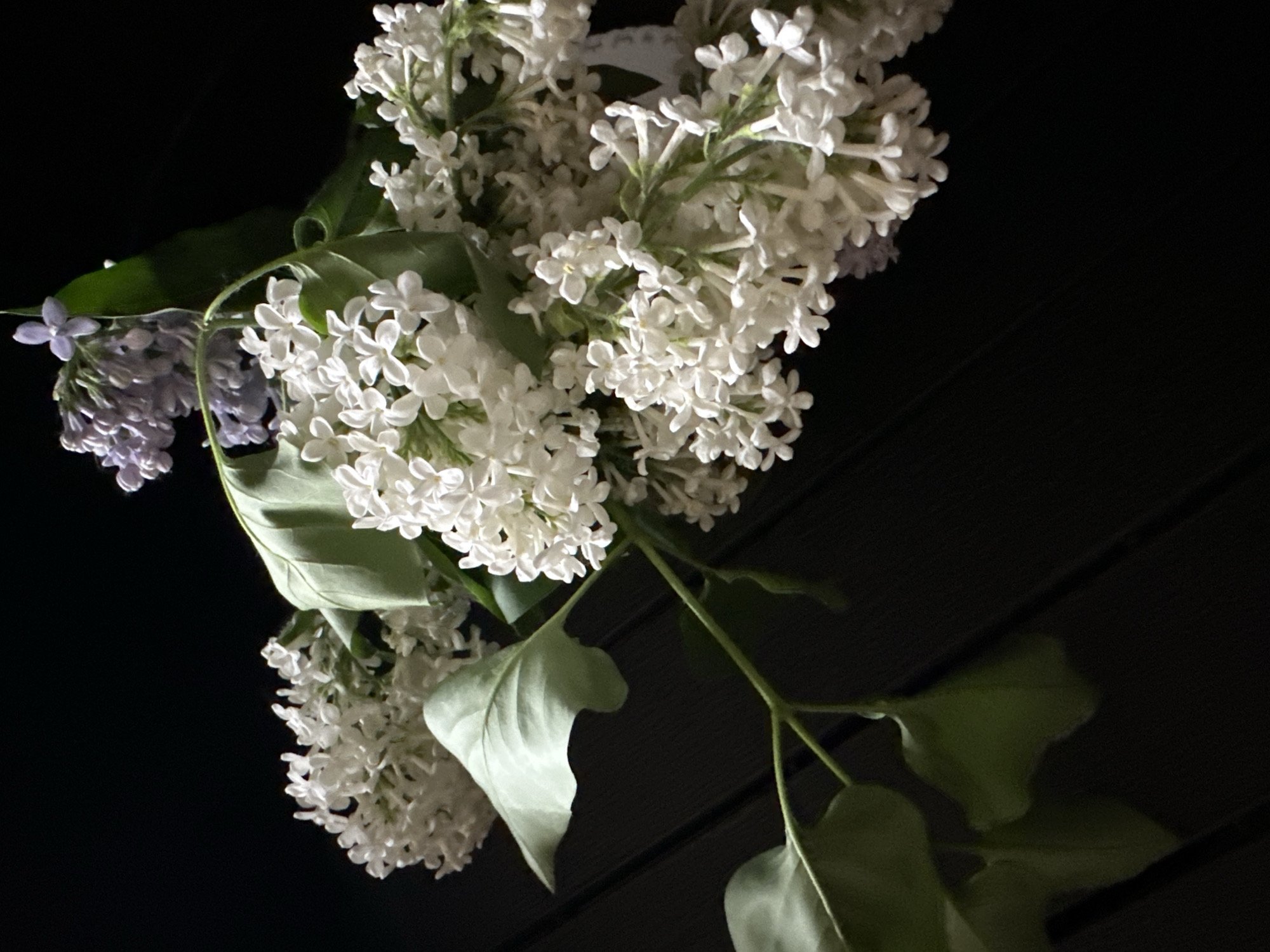 A cluster of white and lavender lilac blossoms and green leaves are depicted against a dark background. The flowers are in full bloom, with numerous tiny individual flowers forming larger clusters. The leaves are large and green, with visible veins. The background is dark, appearing to be at night or in a dimly lit area. The scene does not contain elements that suggest a specific location in Nizhny Novgorod, Russia.