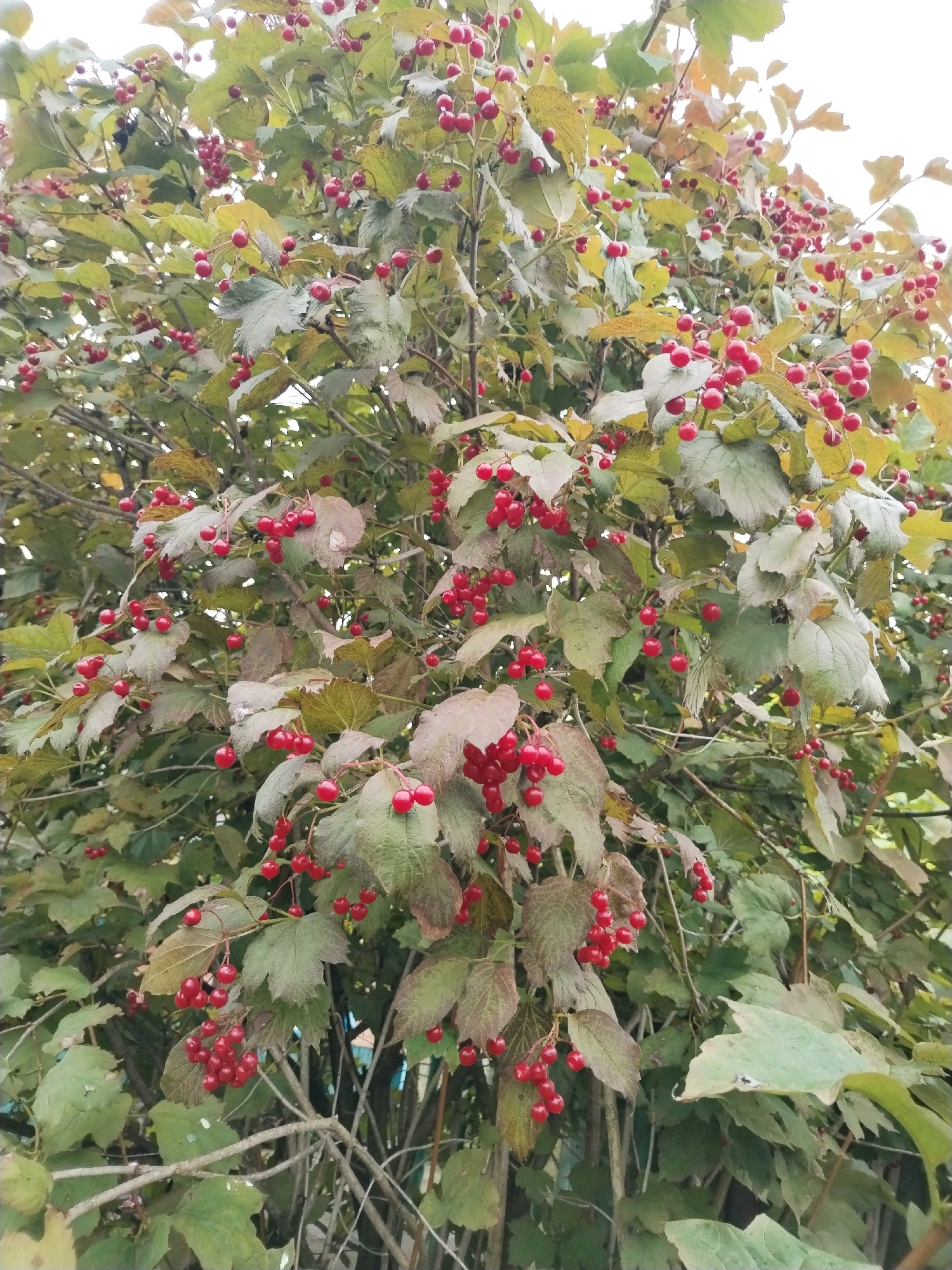 This is a close-up, eye-level shot of a red viburnum bush heavily laden with clusters of bright red berries and green-to-yellowing leaves. The bush is dense, with numerous branches and stems, and some of the leaves appear to be starting to turn brown, indicating an autumn season. The background is mostly filled with the foliage of the bush, with a pale, overcast sky visible at the very top. The scene appears to be outdoors, likely in a natural or semi-natural setting within the Дварэцкі сельскі Савет, Belarus, possibly a garden, park, or roadside. There are no people or animals visible in the image. The lighting is diffused and even, suggesting it is an overcast day.