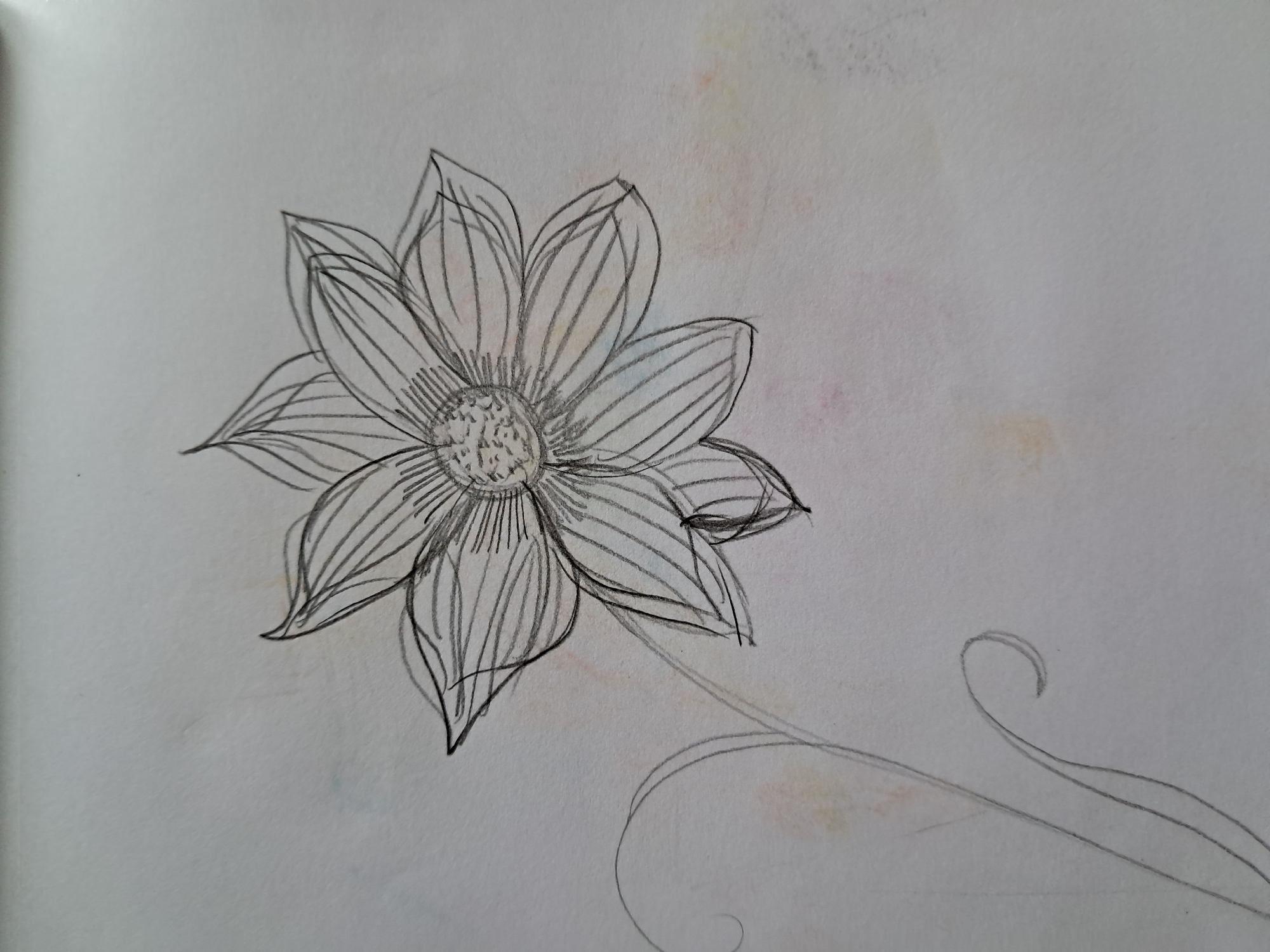 A sketch of a flower with thin petals and a detailed center is depicted on a light-colored surface that has faint watercolor splotches in yellow, pink, and blue. A delicate stem with swirling tendrils extends from the flower towards the bottom left of the image. The sketch is done in black pencil with some subtle shading.
