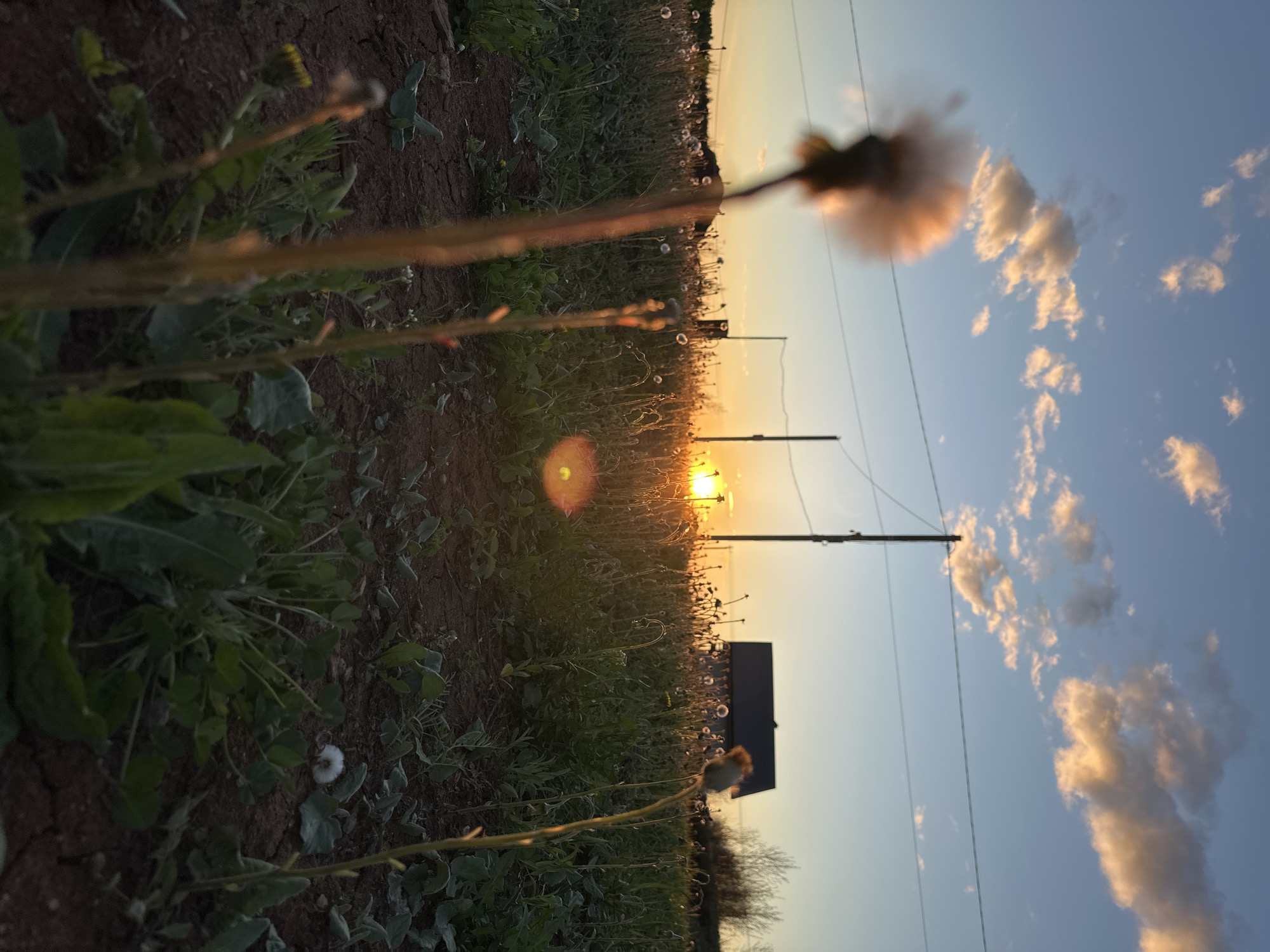 The image shows a rural landscape in Прикамский, Russia at sunset. In the foreground, there is vegetation, including dandelions. In the middle ground, there are power lines and a dark structure that may be a building. The background features a sunset with clouds in the sky.
