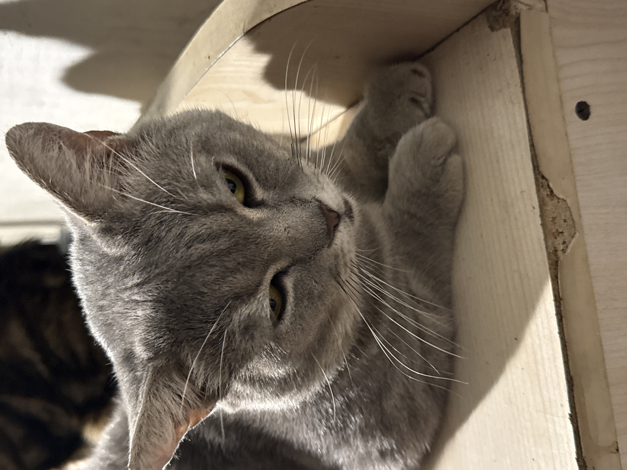 The image shows a close-up of a grey cat resting on a light-colored wooden surface. The cat has green eyes and appears to be looking downwards. The lighting creates a shadow on the surface behind and to the right of the cat. In the background, another cat with dark tabby markings is partially visible. The environment appears to be indoors, possibly a home or pet-friendly establishment. There is no visible indication of the location being in Baku, Azerbaijan, or any specific city. The image is a still photograph and does not depict any ongoing actions or interactions.