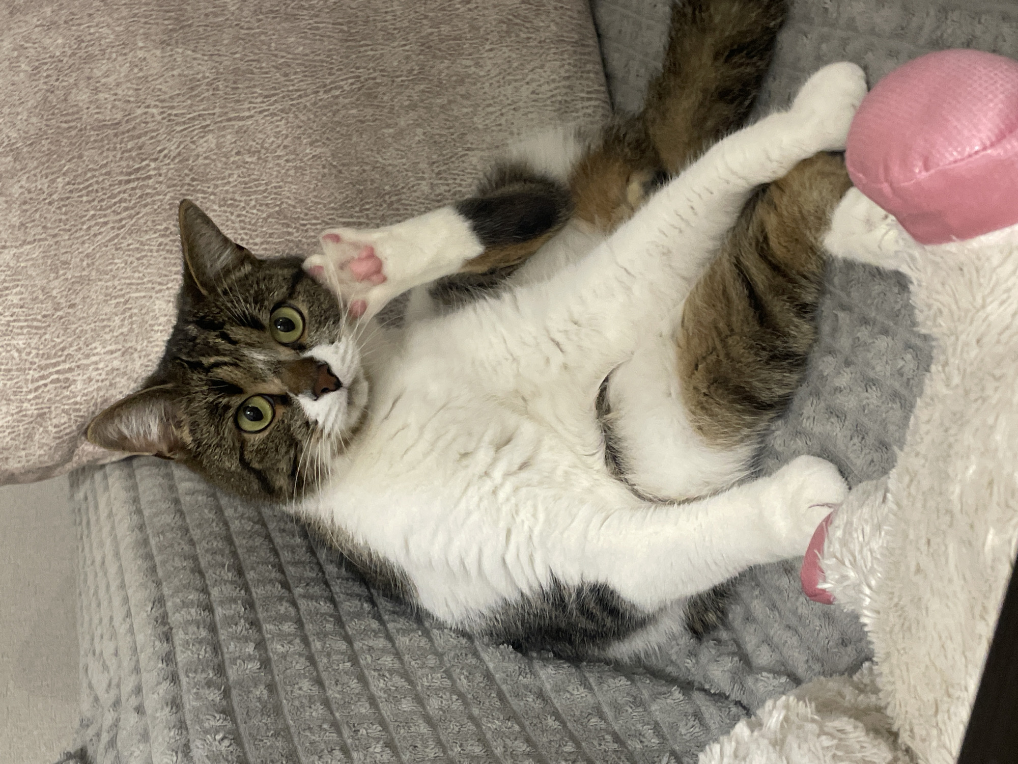 A cat lies on its back on a gray, textured cushion, seemingly indoors. The cat is primarily white with brown and black patches. Its paws are white with pink pads. The cat's head is brown and white, and it is looking towards the camera with green eyes. Beside the cat is a white, fluffy cushion and a small, pink, heart-shaped pillow. There is no indication of this being in Izhevsk, Russia.