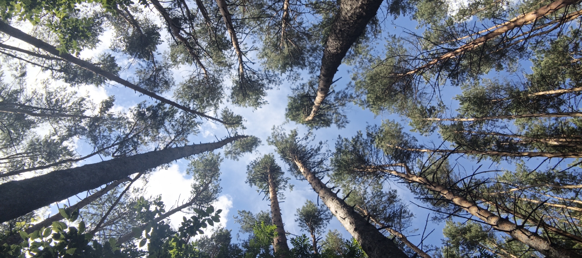 This image is a low-angle shot looking up at the canopy of a forest, likely composed of pine trees, with a clear blue sky and scattered white clouds visible through the branches. The trees are tall and their trunks are thick, with rough bark. The branches are numerous and extend upwards and outwards, creating a dense network against the sky. The foliage is green, and the overall impression is of a sunlit forest on a pleasant day. The specific location in the city of Chaikovsky, Russia, cannot be determined from the visual information alone. There are no people, animals, or discernible man-made objects present in the image. The environment is solely natural.