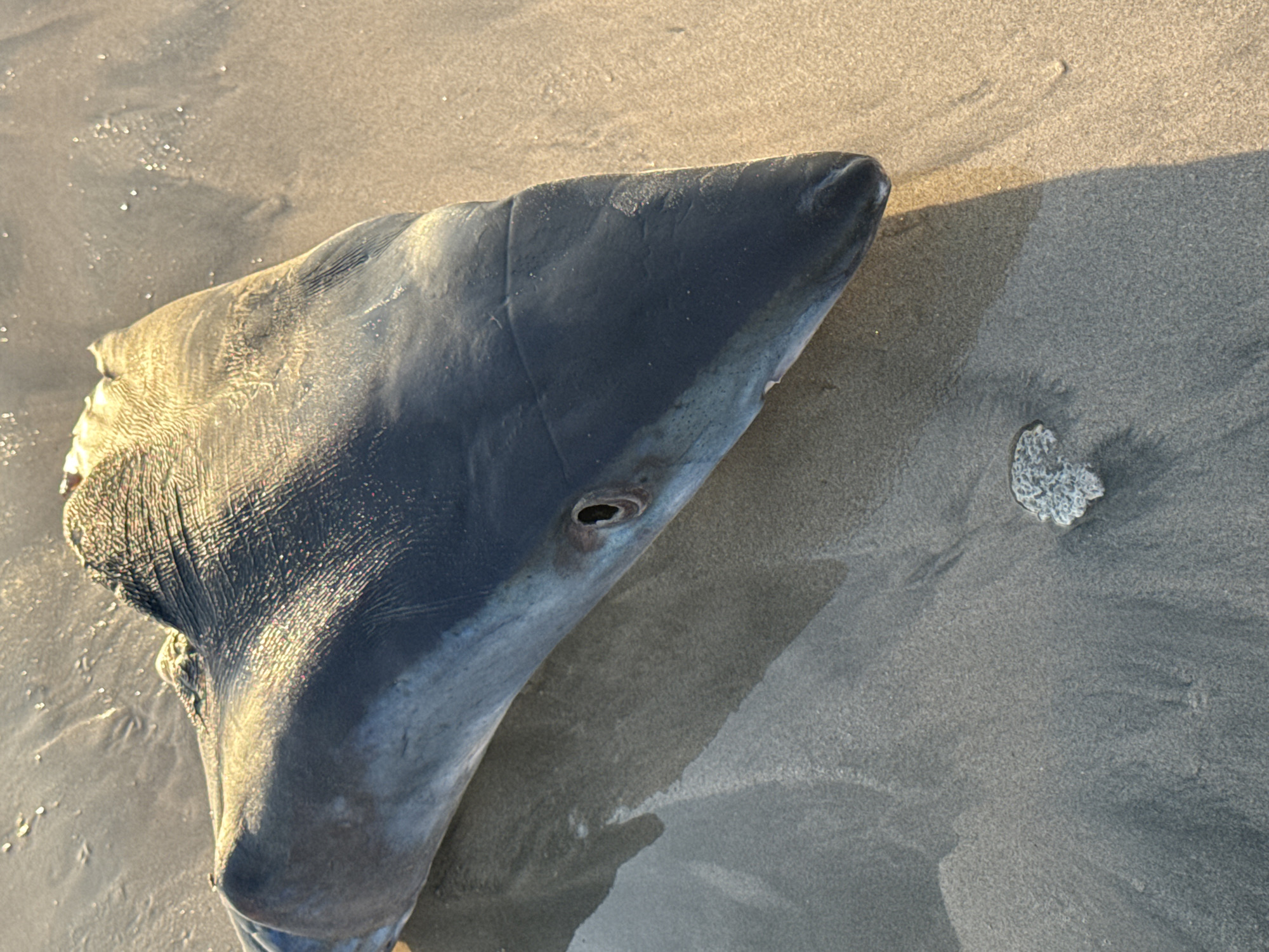 The image shows a dead shark's head on a sandy beach. The shark is dark blue on its dorsal side and lighter on its ventral side. Its eye is open, and its mouth is closed. The shark's skin appears rough and textured, with visible lines and ridges, especially on its dorsal fin. The beach sand is wet and appears to be composed of fine grains, with some ripples and indentations suggesting the tide may have recently receded. A small, rough, white object, possibly a piece of coral or shell, rests in the sand near the shark's head. The lighting suggests it is either early morning or late afternoon, with a warm, golden glow illuminating parts of the scene. The location is identified as Kuta Selatan, Indonesia. There are no people visible in the image.