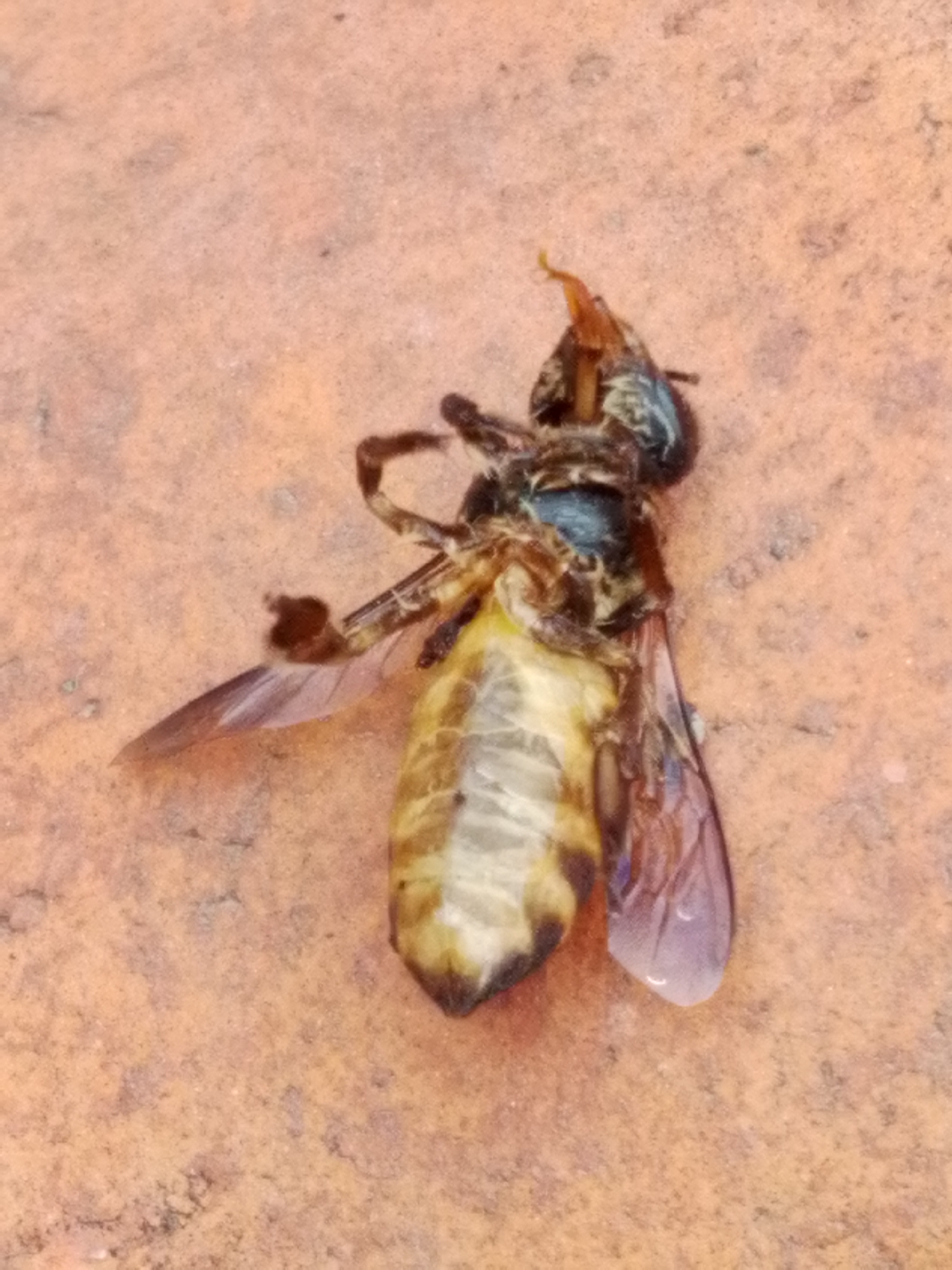 A dead insect, possibly a bee or fly, lies on a textured, orange-brown surface that resembles tile or terracotta. The insect is viewed from its underside, revealing its segmented body, legs, and translucent wings. The insect's head is oriented towards the top of the image. The surrounding environment is uniform and appears to be an outdoor setting. The location is identified as Bandar Lampung, Indonesia.