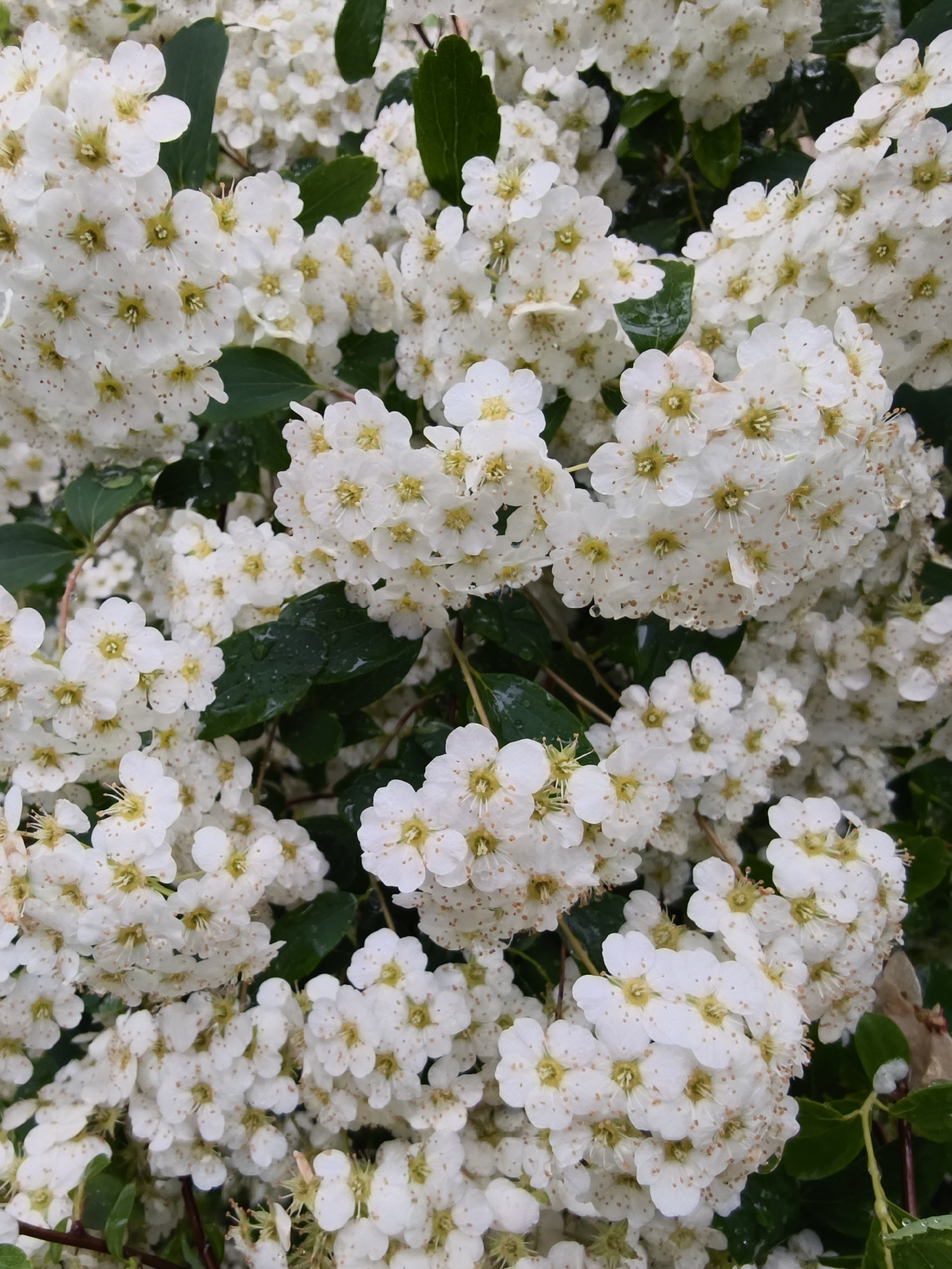 The image shows a close-up of a flowering shrub, likely a Spiraea species, with numerous small white flowers clustered together. The flowers have a yellow center. Green leaves are visible amongst the flowers. The image is well-lit, suggesting an outdoor setting. There is no indication that this image was taken in Kryvyi Rih, Ukraine. The image does not contain any people, actions, or interactions.
