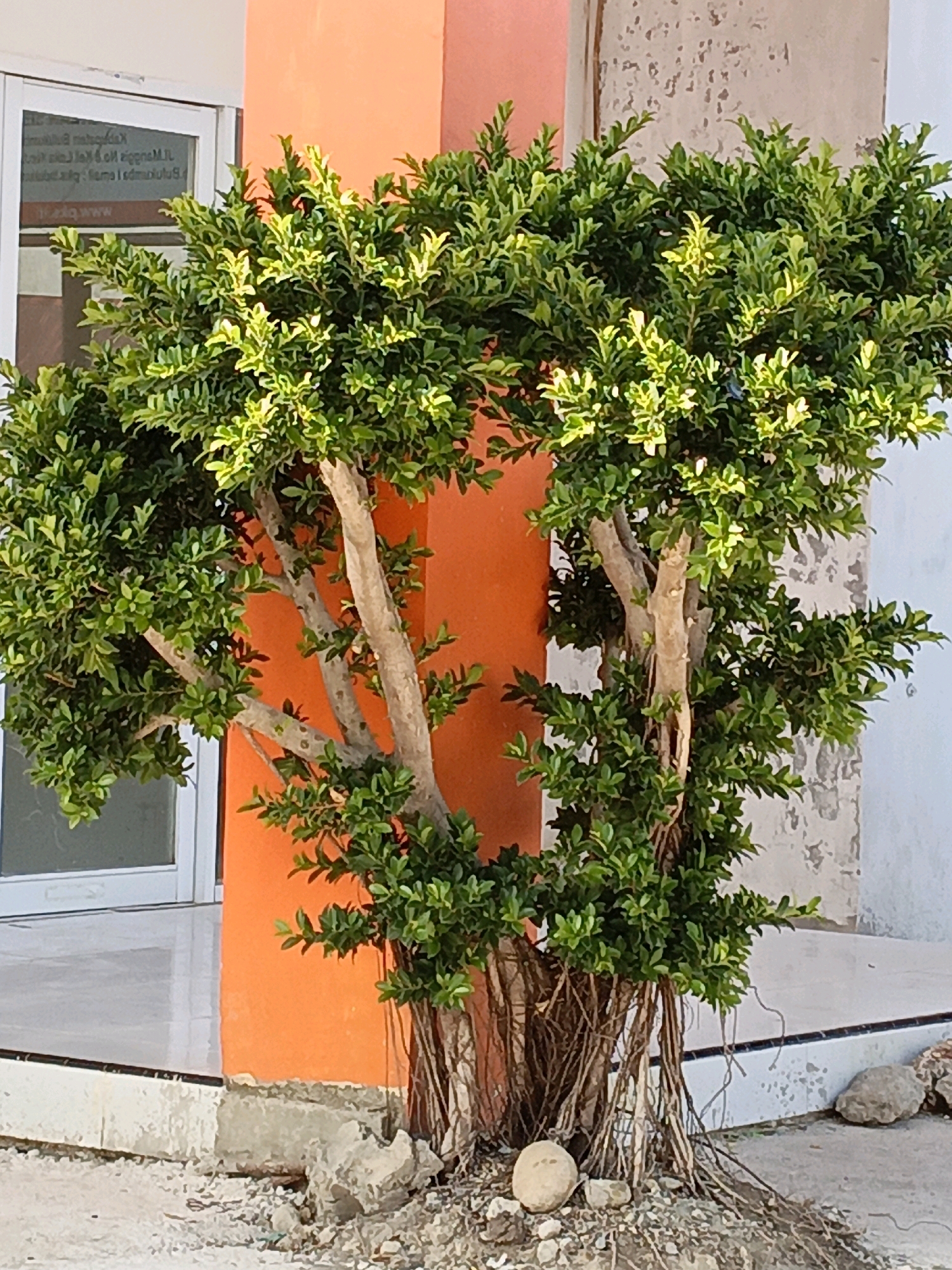 An ornamental tree with exposed roots stands in front of an orange pillar and a building in the city of Terang-terang, Indonesia. The tree has thick, light brown branches covered in dense, green foliage. The roots are prominent and spread out from the base of the trunk, some reaching onto the ground. The ground surrounding the tree is covered with small stones and dirt. To the left of the tree, a portion of a building with a white-framed glass door is visible. The building's exterior walls are painted in muted tones, with the orange pillar being the most vibrant element. There are no people or animals present in the scene. The overall impression is one of an urban or semi-urban setting with a focus on the tree and its architectural surroundings.