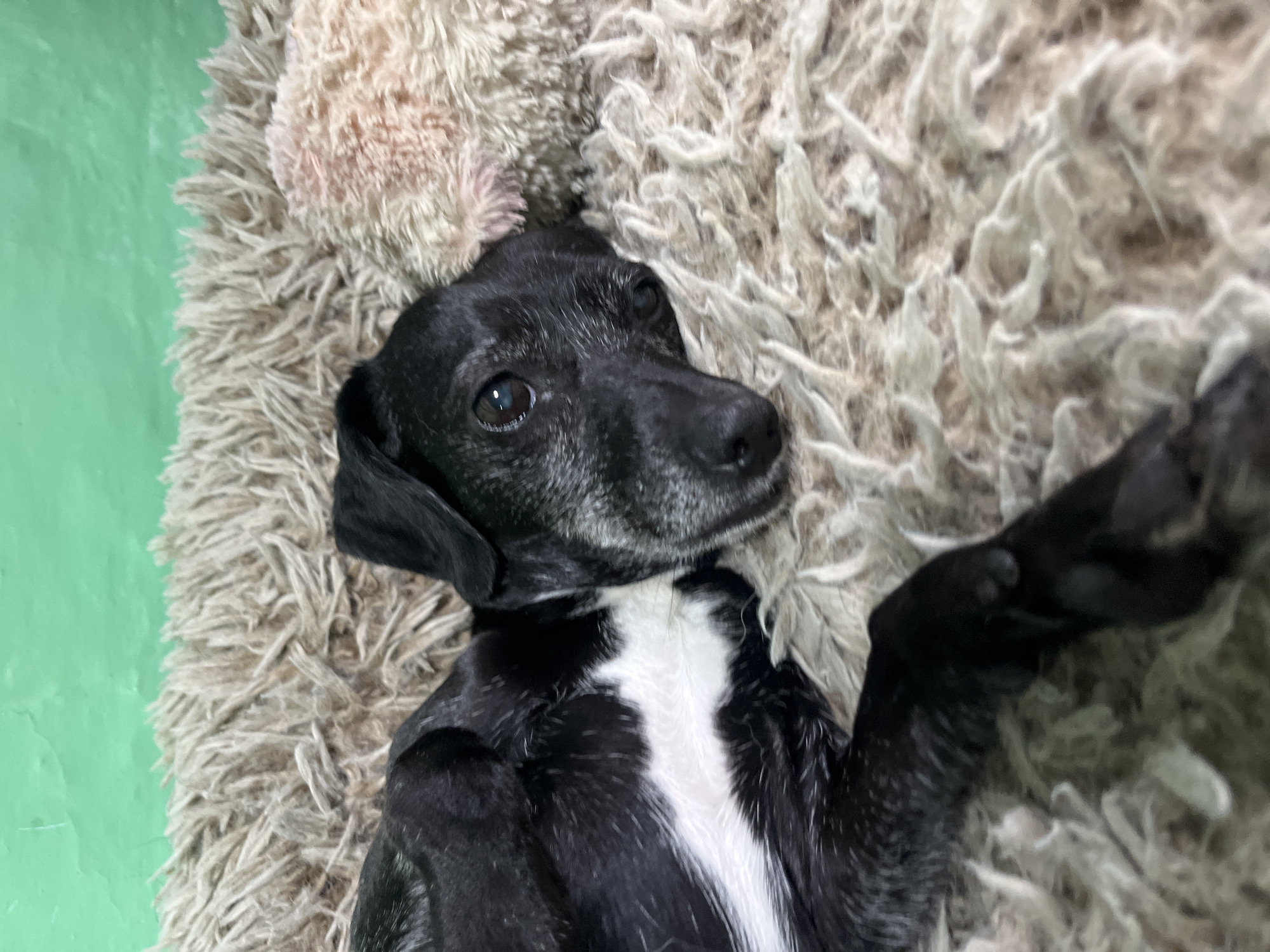 A black and white dog is lying on its back on a fluffy, textured rug. The dog has a white patch on its chest and appears to be relaxed, with its paws in the air. The background is a solid green wall. The lighting suggests an indoor setting, likely during the daytime. The dog's expression is alert and its eyes are open, looking towards the camera. The rug is light beige and has a shaggy texture. There is a light-colored object, possibly a toy or another piece of bedding, visible behind the dog's head. The image appears to be a close-up shot, focusing primarily on the dog and its immediate surroundings. There is no visible text in the image.