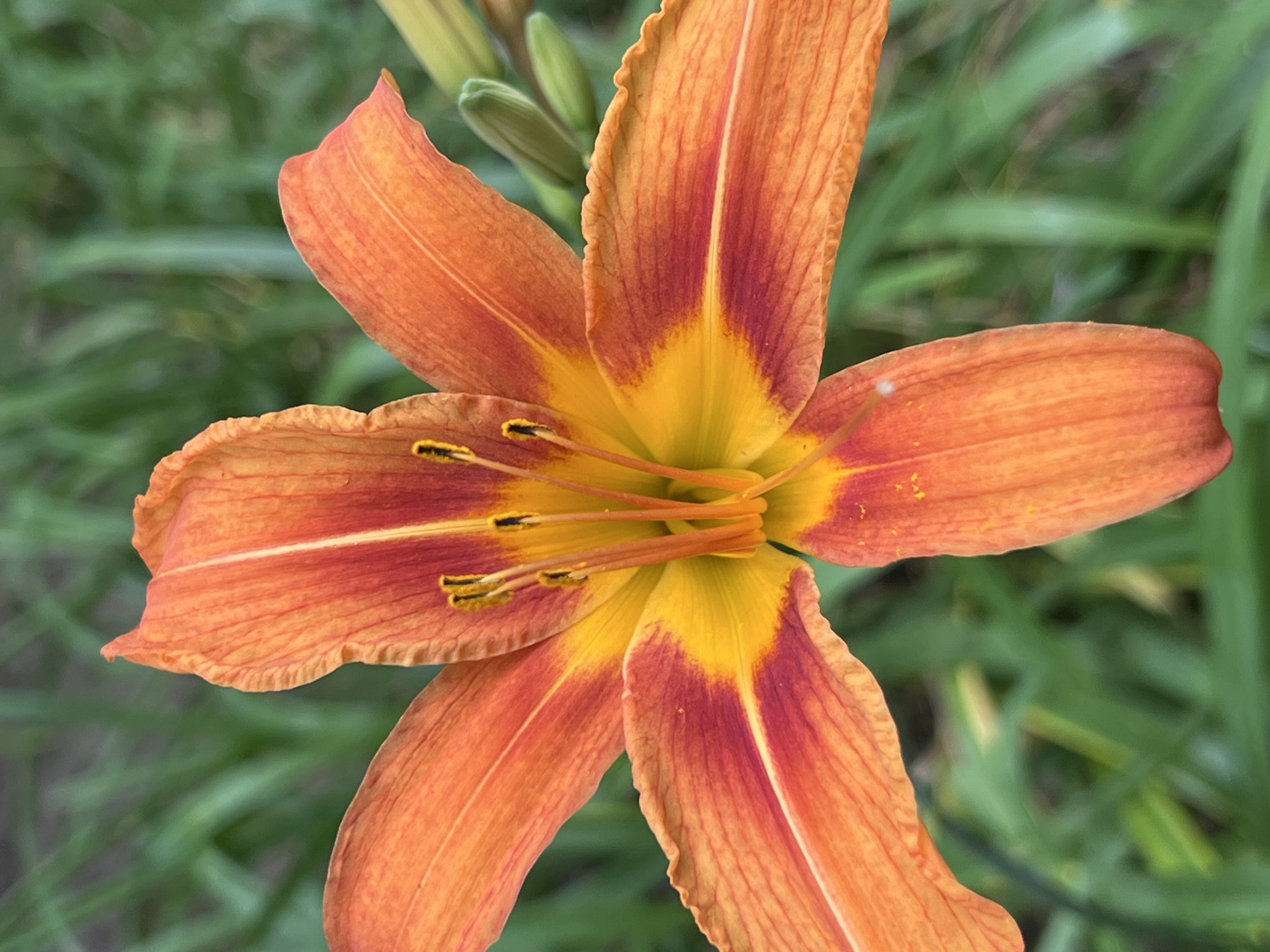 The image shows a close-up, overhead view of an orange daylily bloom. The petals are a vibrant orange with a gradient of red towards the center. The stamen are a bright yellow. The background is blurred green grass, indicating an outdoor setting. There is no indication of Krasnodar, Russia, or any specific location within a city. The image is a static capture of a flower and does not depict any people, actions, or interactions.