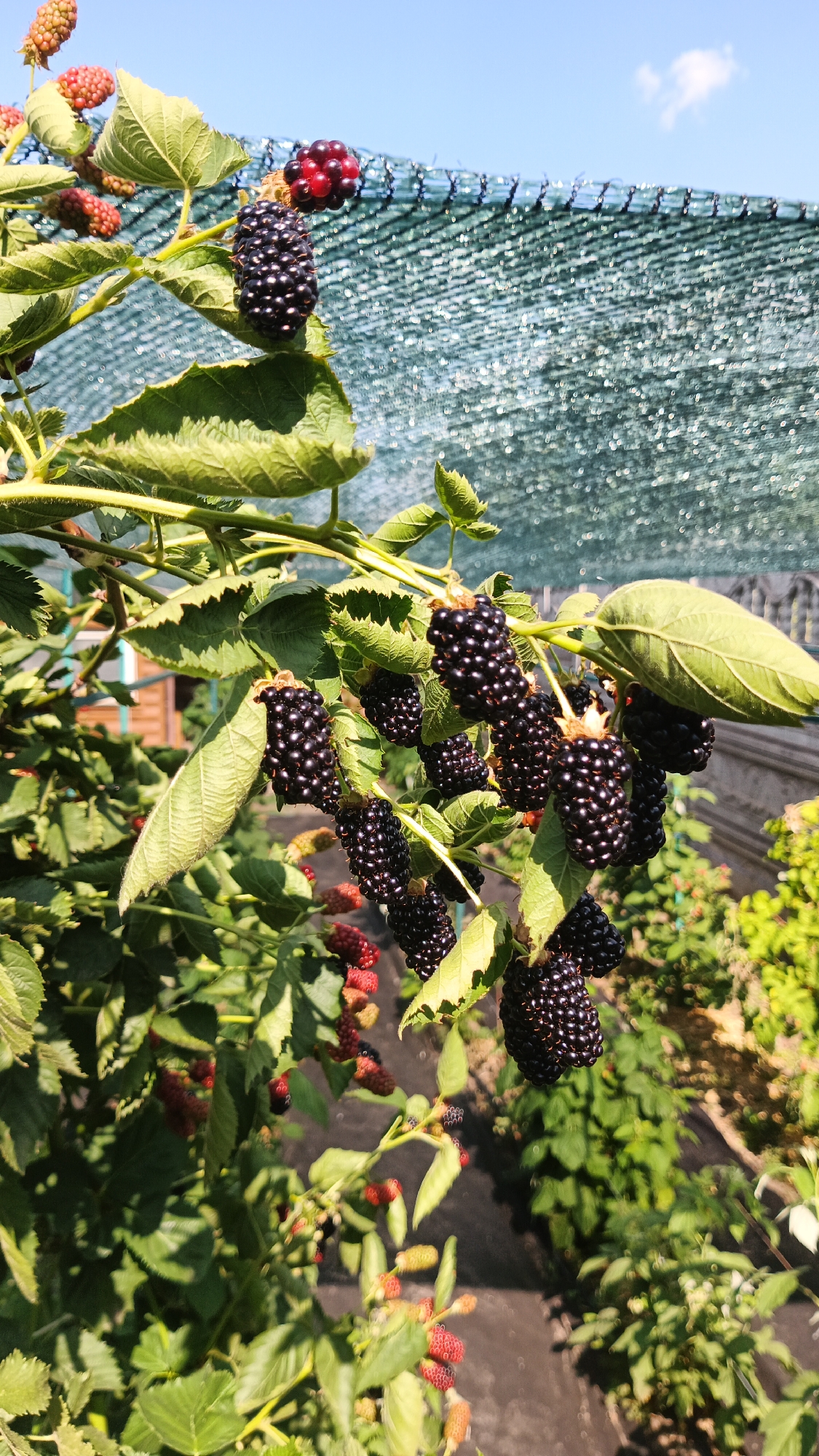 A close-up vertical shot captures a blackberry bush laden with ripe, dark purple berries, contrasted against a bright blue sky and a shimmering green sunshade net. The berries, clustered on thorny branches with green leaves, appear plump and glossy. In the background, other less ripe, reddish berries and green foliage are visible, along with a hint of a wooden structure and a faint outline of a fence. The image, taken outdoors, is likely situated in a garden or agricultural setting. There are no people or animals present in the scene. The setting is consistent with a typical backyard garden in Kryvyi Rih, Ukraine, during the summer growing season.