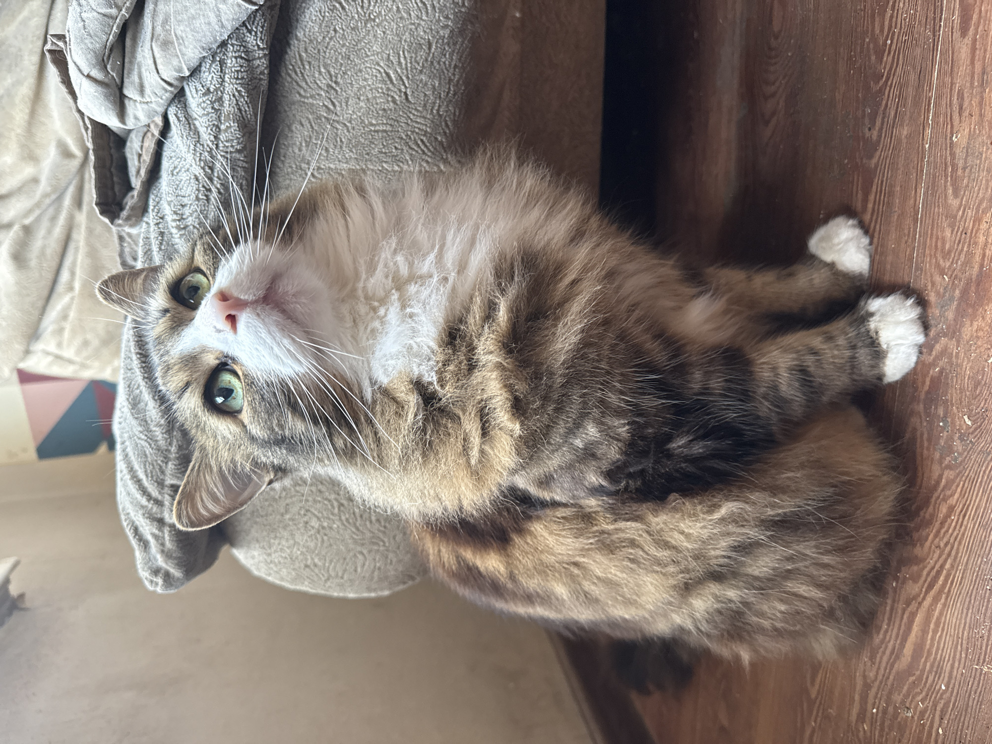 The image features a fluffy, long-haired domestic cat in an indoor setting in Saint Petersburg, Russia. The cat is oriented on its side, with its head on the left side of the frame, looking directly towards the viewer. It has striking green eyes that appear alert and curious, and a prominent white muzzle with long, white whiskers. Its fur is a beautiful mix of brown, black, and lighter stripes, typical of a tabby pattern, with a fluffy white chest and paws.
The cat is partly resting on a light gray, textured fabric surface, which appears to be a sofa or cushion, occupying the upper left quadrant of the image. The remainder of the background consists of a dark brown wooden floor with visible grain and some dust particles, suggesting a worn but homely environment. The scene is illuminated by natural light, indicating it is daytime. The cat's body is curled, and its paws are tucked, suggesting a comfortable yet attentive posture. There is no visible text in the image.