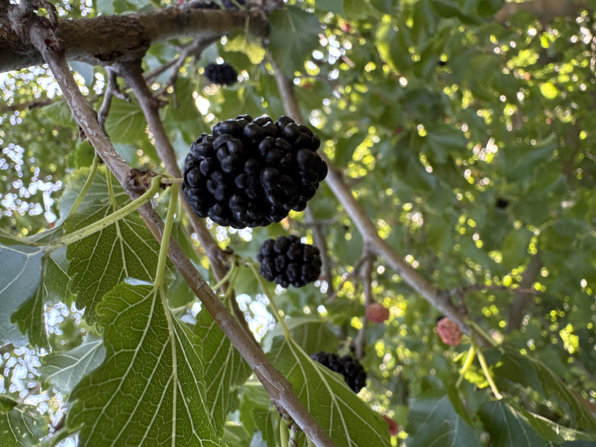 The image shows a close-up view of ripe mulberries hanging from a tree branch. The mulberries are dark purple to black and clustered together. There are green leaves with visible veins on the branch, and other branches and leaves are visible in the background, out of focus. Some other mulberries, in various stages of ripeness (some appearing red or lighter), are also visible in the background, interspersed with dappled sunlight filtering through the foliage. The overall scene suggests an outdoor setting, likely a garden or natural area. The image does not contain any people, actions, or interactions. There is no information about the location in Chervonyi Step, Ukraine, within the visual data.