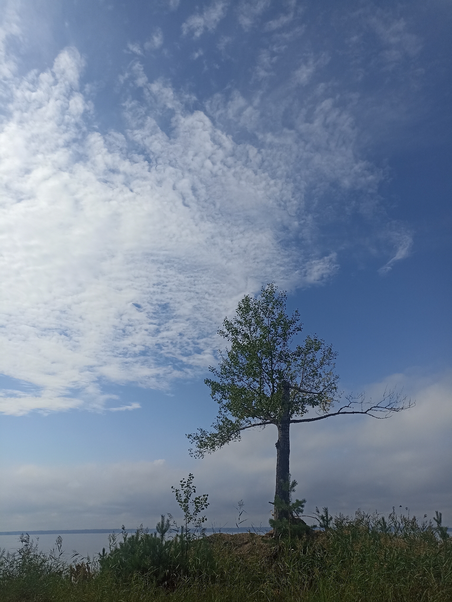 The image depicts a natural landscape with a large tree as the central subject. The tree stands on a grassy knoll overlooking a body of water. The sky above is a vibrant blue, populated by scattered white clouds. The foreground is filled with tall green grass and a few smaller plants, suggesting a rural or wild environment. The image seems to be taken during the day, likely on a clear or partly cloudy day. The location is specified as the city of Zavyalovo, Russia, though no specific urban features are visible in the frame. No people or animals are present in the image.