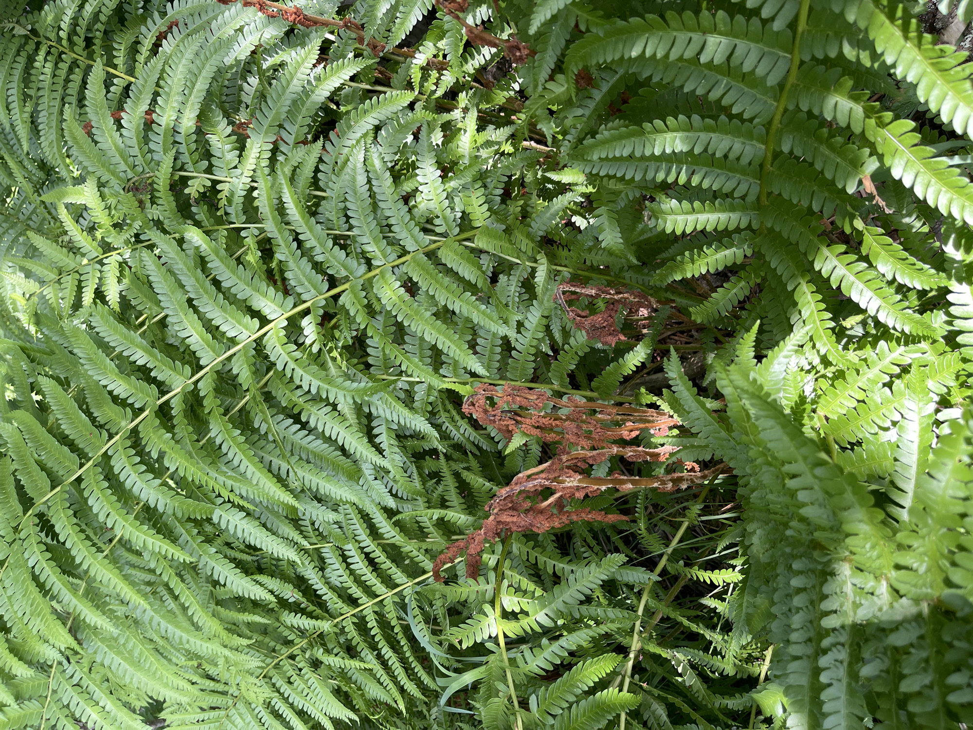 The image shows a dense patch of green ferns. In the center of the image, there are several dead, reddish-brown fern fronds. Sunlight filters through the foliage, creating dappled light and shadows. There are no people or animals visible in the image. The environment appears to be a natural outdoor setting, possibly a garden or woodland area. The image was taken in Brantingham, United States.