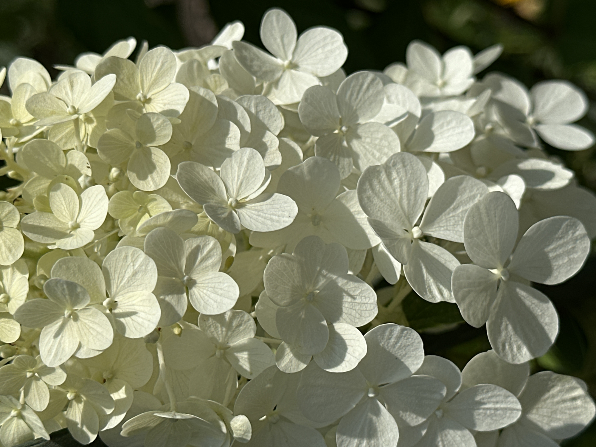 A close-up, high-angle shot captures a cluster of creamy white hydrangea flowers against a blurred dark green and brown background, suggesting an outdoor setting. The lighting highlights the delicate veining on the petals and creates soft shadows, emphasizing the texture and layering of the flower heads. No people or specific landmarks of Yessentuki, Russia are visible.