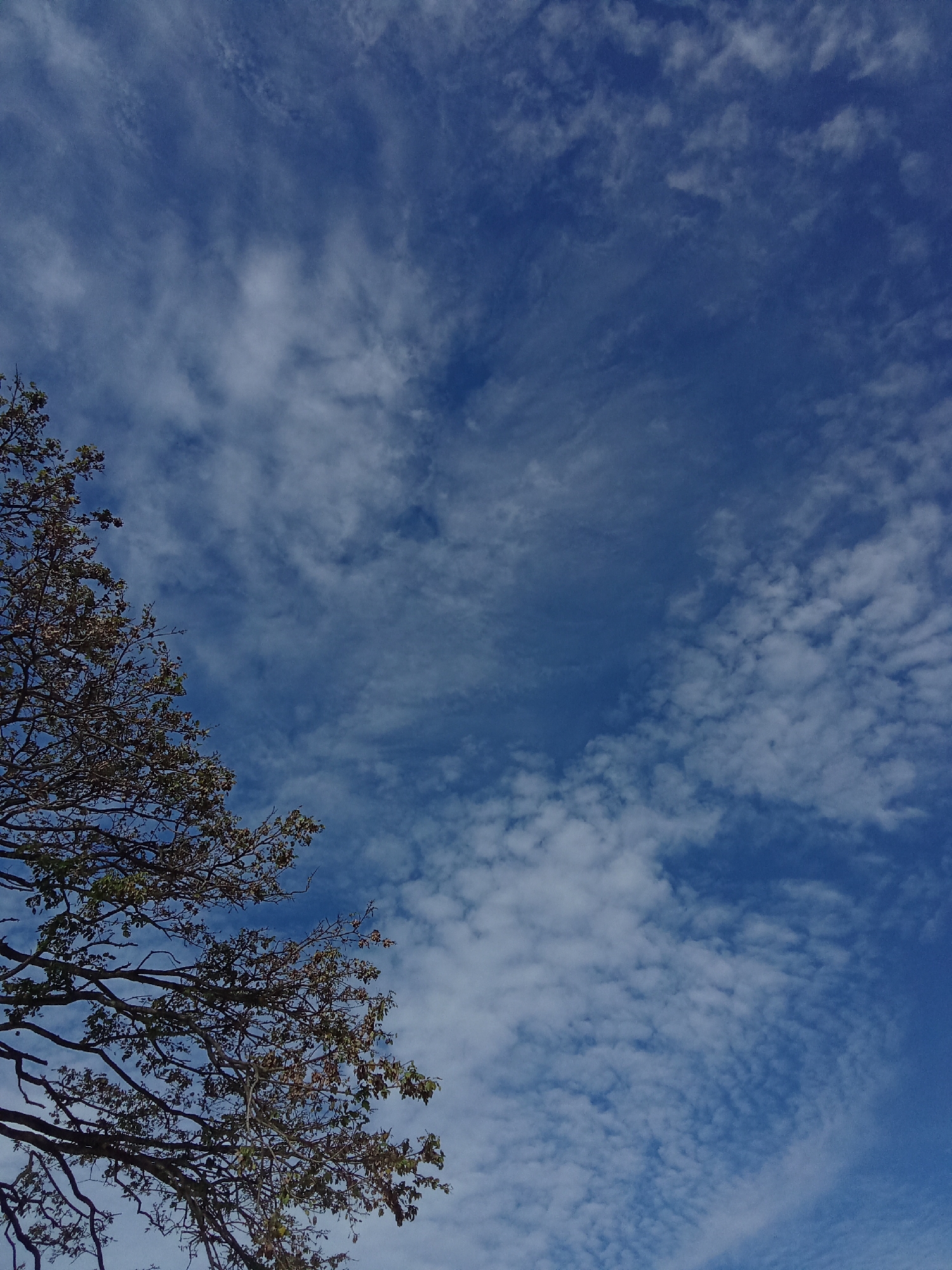 The image shows a view of the sky in Juan Griego, Venezuela. The sky is blue with scattered white clouds. A tree branch with leaves extends from the bottom left corner of the frame into the sky.