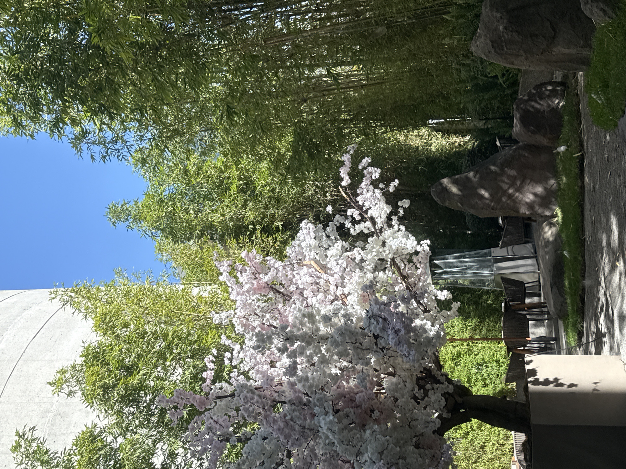 The image displays an outdoor garden or patio scene in Mexico City, Mexico, under a clear blue sky. In the foreground, a large, artificial cherry blossom tree with white and light pink flowers stands in a light grey, hexagonal planter on the left. The ground beneath exhibits dappled sunlight and shadow. To the left-center, an outdoor dining arrangement is visible, featuring dark wicker-style chairs around tables, partially obscured by the tree and a brown umbrella pole. A tall, clear, pyramid-shaped outdoor patio heater is positioned behind the dining area. To the right, a rock garden comprises several large, dark, irregularly shaped boulders resting on patches of green grass. The background is dominated by a dense growth of tall, green bamboo stalks forming a natural wall, extending across the right half of the frame. To the upper left, a segment of a tall, light-colored concrete cylindrical structure with horizontal banding is visible above some foliage. No individuals are present in the scene.