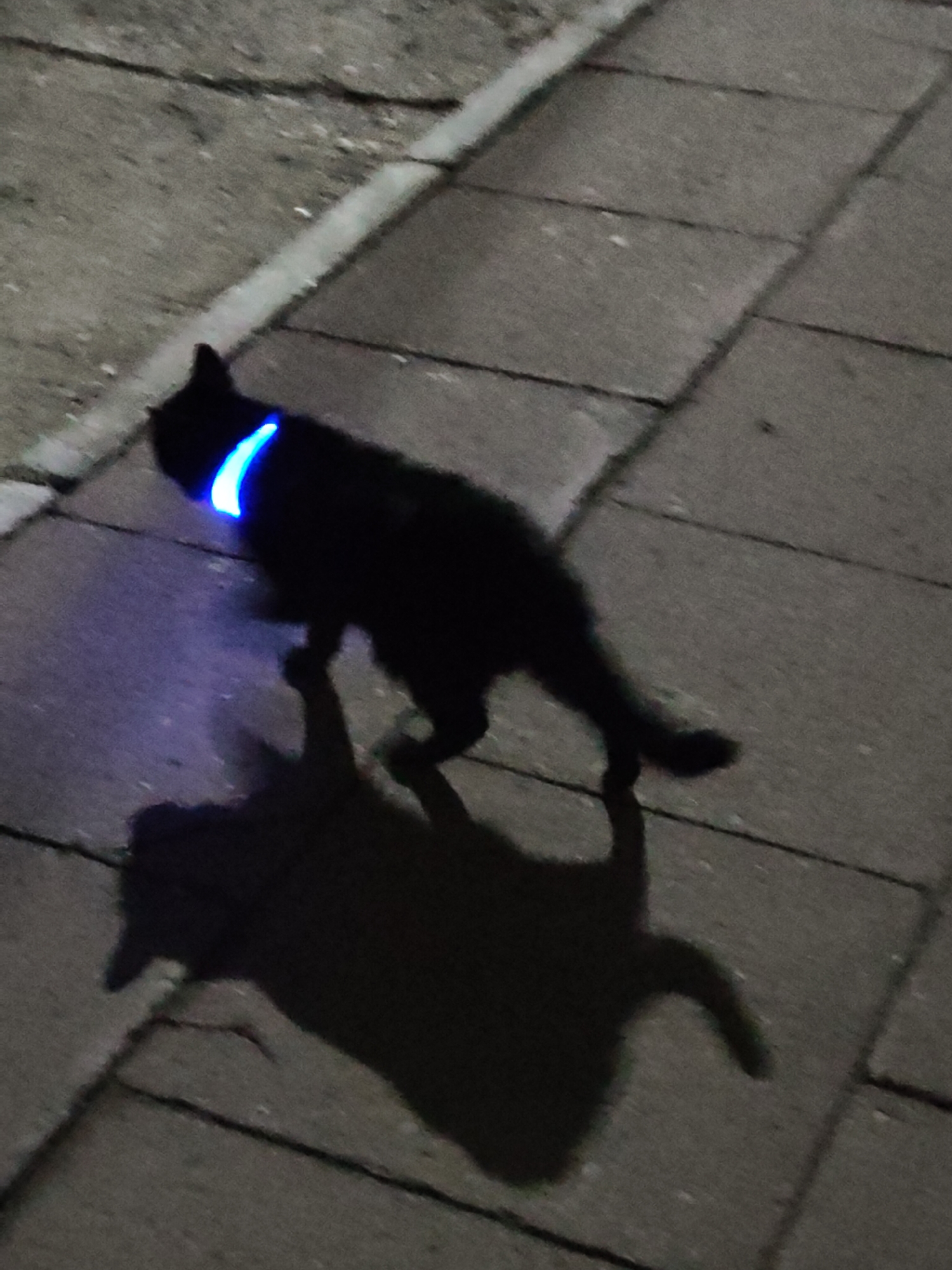 A black cat with a blue light-up collar stands on a paved surface. The paving consists of rectangular blocks. The cat's shadow is visible on the ground. The background is indistinct, but appears to include a lighter colored surface, possibly a sidewalk or road.