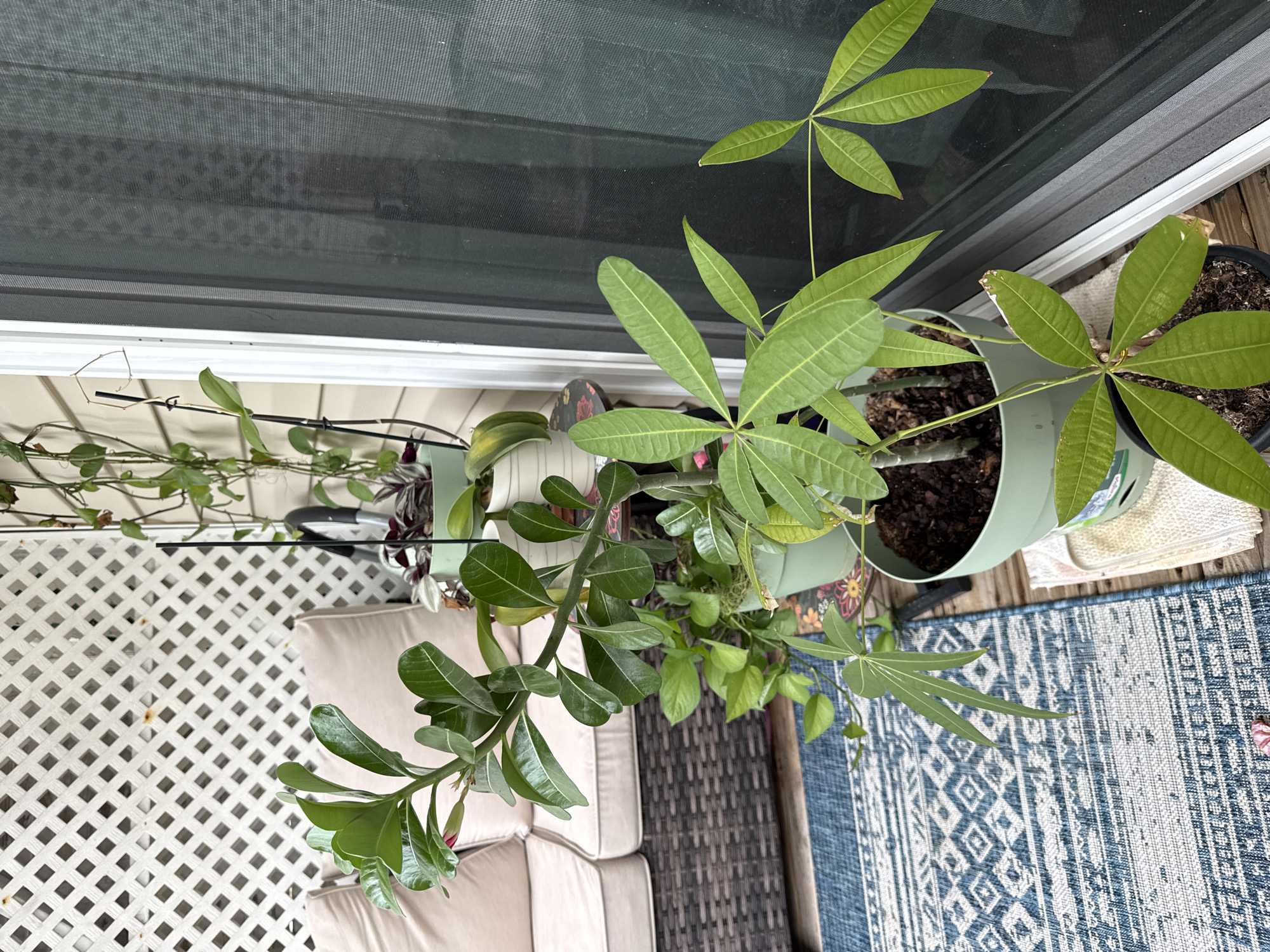 A high-angle, rotated shot captures an outdoor scene featuring several potted plants on a wooden deck. In the foreground, a plant with thick, glossy green leaves and a pink bud is positioned near a beige outdoor sofa. Behind this, another larger plant, possibly a money tree with palmate leaves, grows from a light green pot. Additional plants are visible in darker pots, one with dark, rich soil. The background is dominated by a screened-in area, suggesting a porch or patio enclosure, and the siding of a building. A blue and white geometric rug lies on the deck, partly covered by a white towel. The overall setting appears to be a residential outdoor space, likely in a warm climate, given the lush greenery. There is no visible text in the image. The lighting suggests it is daytime, with no indication of specific weather conditions beyond what is typical for an outdoor environment.