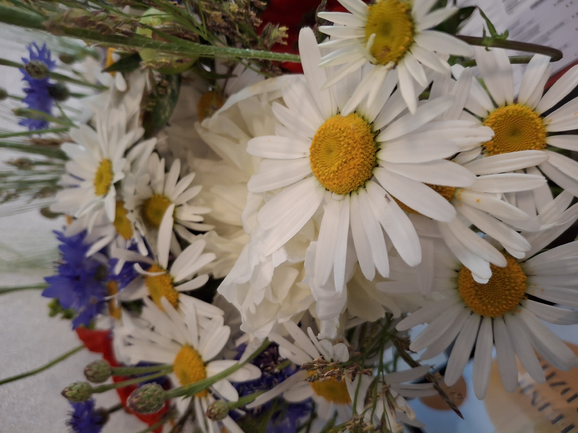 A close-up, eye-level, medium shot captures a bouquet of wildflowers, primarily daisies and cornflowers, arranged in what appears to be a decorative manner. The daisies, with their bright yellow centers and white petals, dominate the foreground and midground, showcasing their delicate structure. Interspersed among them are vibrant blue cornflowers, adding a contrasting color to the composition. Hints of red flowers and green foliage are also visible, suggesting a diverse arrangement. The background is softly blurred, hinting at an indoor setting, possibly a home or event space in Lēdmane, Latvia, where such a bouquet might be displayed. The lighting is natural and diffused, highlighting the textures and colors of the flowers.