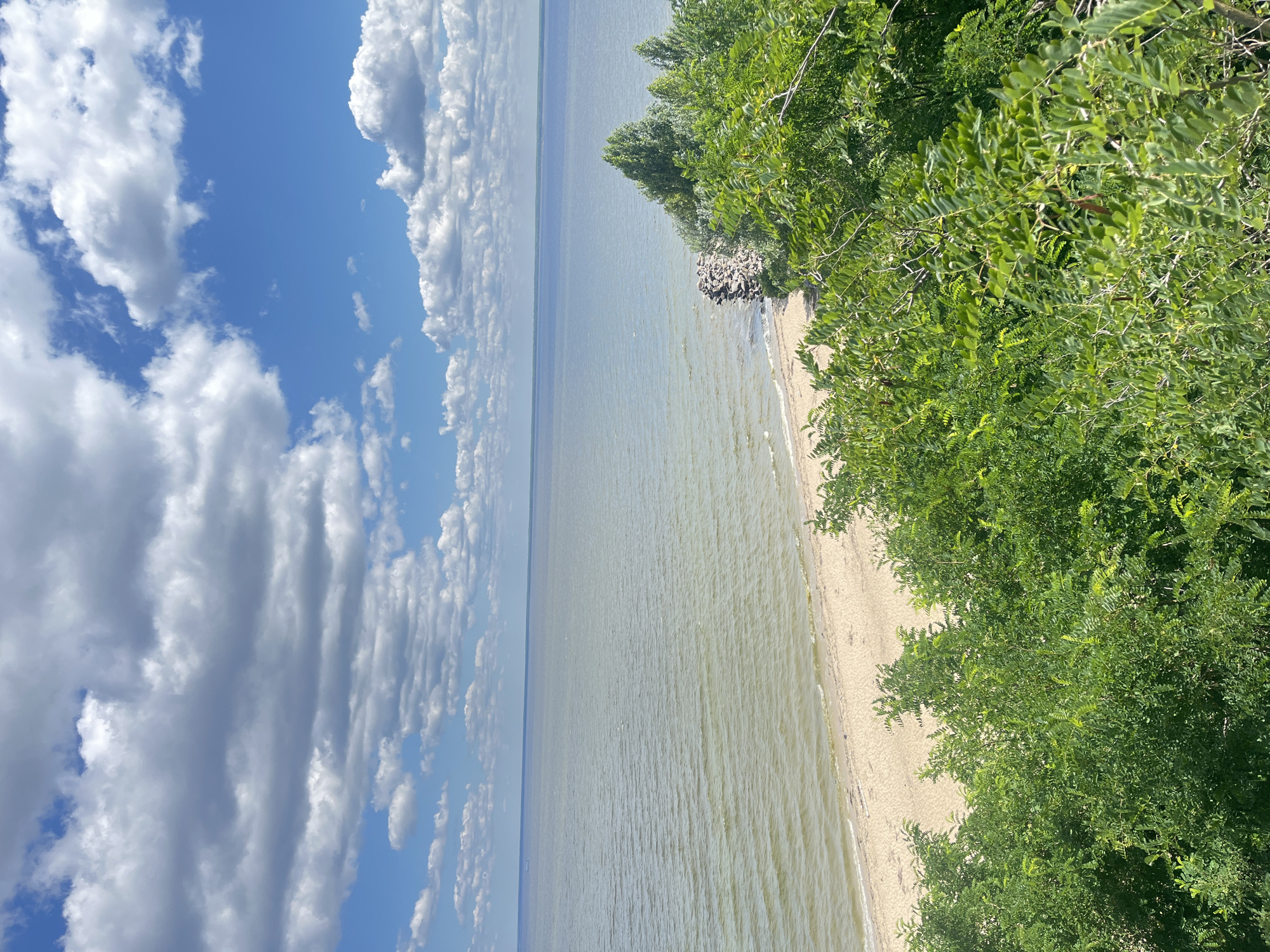 This is an eye-level, wide shot of a beach and the sea, with greenery in the foreground. The beach is a light brown sand, and the sea is a muted green-blue, with small waves. The sky is bright blue with scattered white clouds. The foreground is filled with lush, green trees. The location is the beach of the Kyiv Reservoir in Novi Petrivtsi, Ukraine. There are no people or visible animals in the image. The scene is serene and natural.