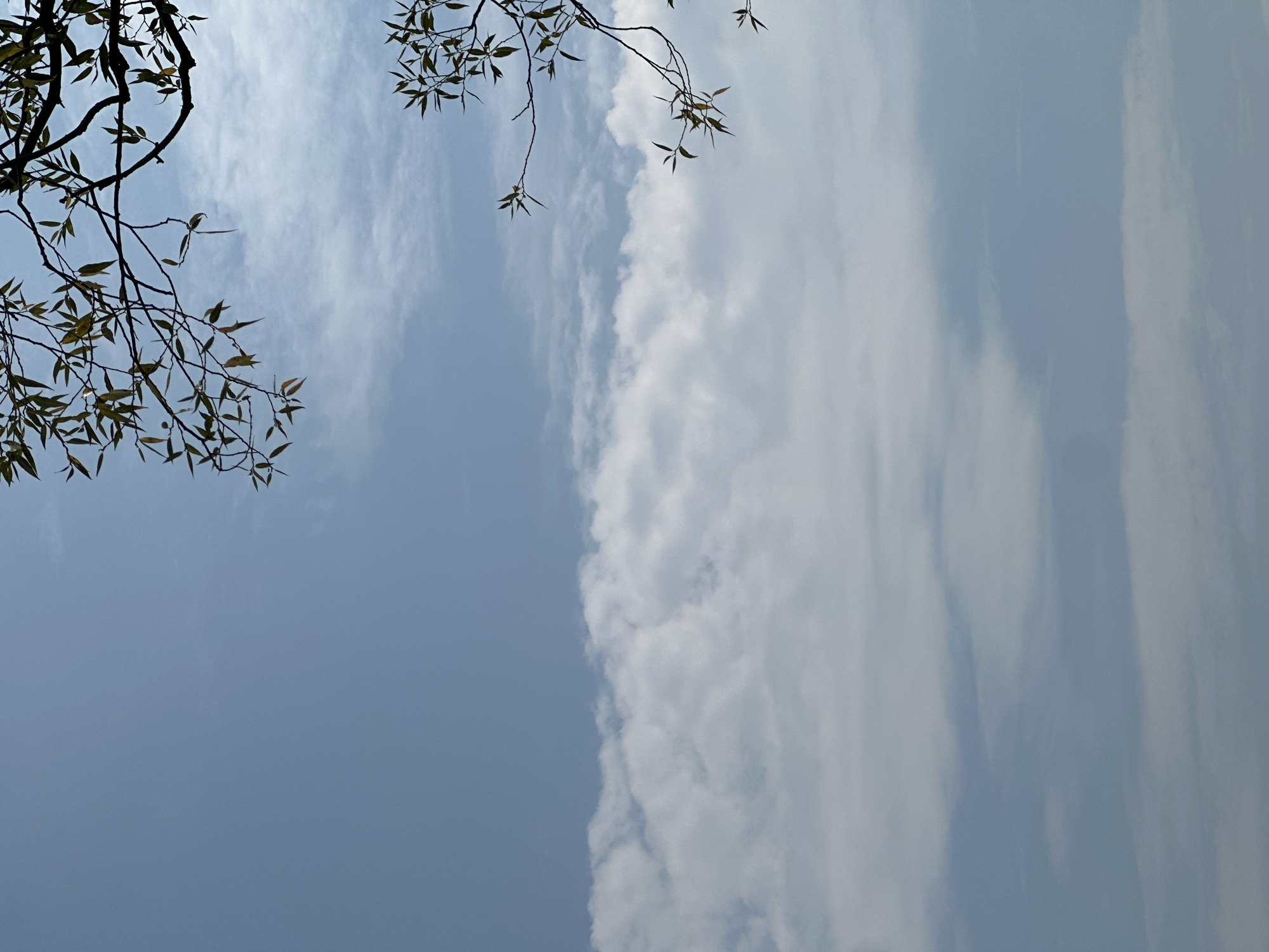 The image captures a view of the sky with wispy clouds and tree branches against a pale blue backdrop. The branches, adorned with sparse, light-colored leaves, frame the upper right and upper left portions of the frame. The clouds are scattered across the sky, with a more prominent band of white clouds visible in the lower half of the image. The overall scene is serene and natural, suggesting an outdoor setting. The image does not contain any specific identifying markers of the city of Makiv, Ukraine, or any people, actions, or interactions. The environment is solely the sky and surrounding foliage.