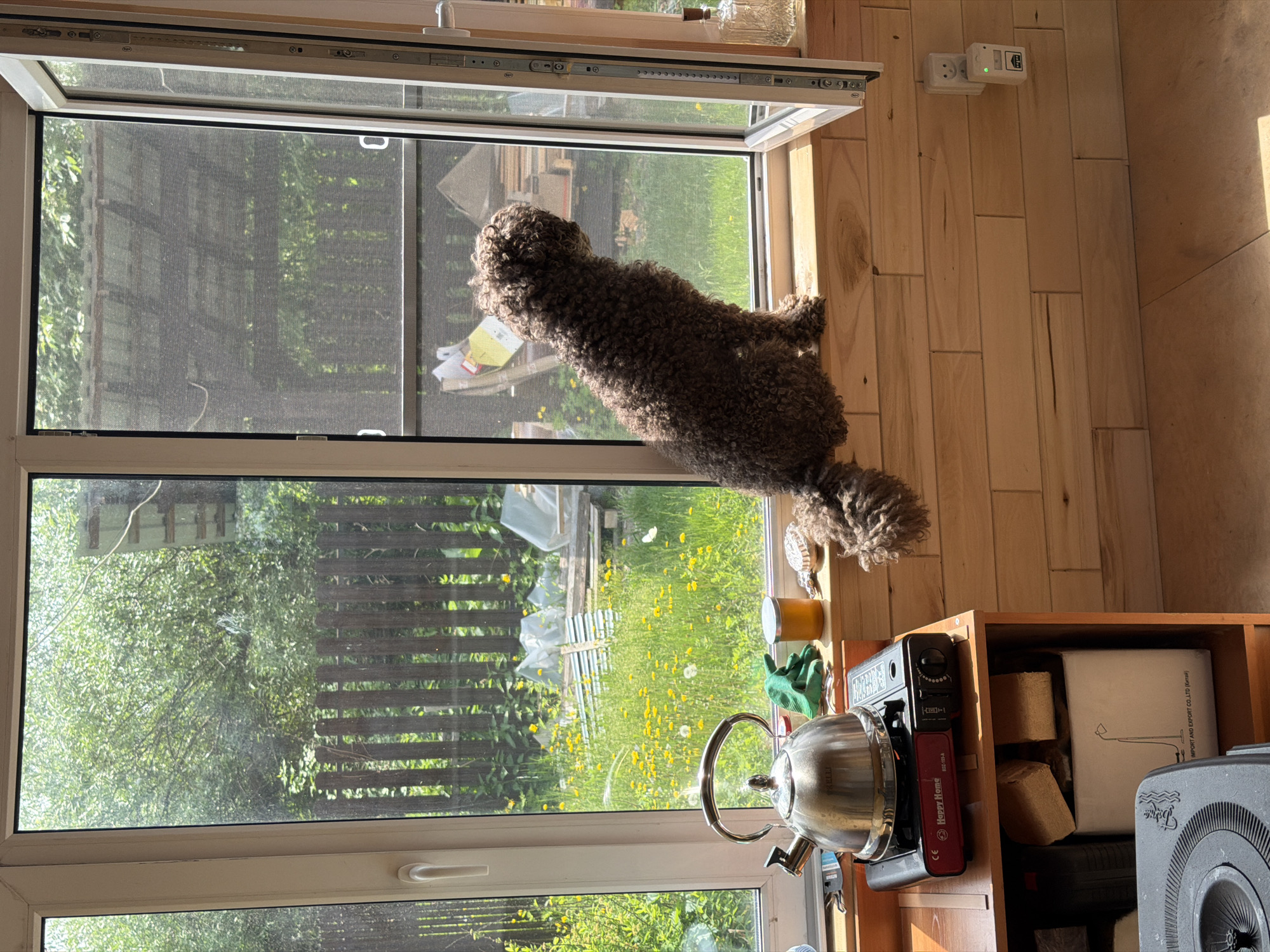 A brown, curly-haired dog sits on a wooden windowsill, looking out an open window at a yard filled with greenery and yellow wildflowers. The dog is positioned in the center-right of the frame. Inside, on the windowsill, to the left of the dog, is a metallic kettle on a portable stove, a pair of green gloves, and a jar. The background inside is a wooden paneled wall with electrical outlets. The yard visible through the window includes a wooden fence, trees, and what appears to be construction materials or stored items. The lighting suggests it is daytime, with sunlight illuminating the scene. The location is described as Emel'yanovo, Russia.