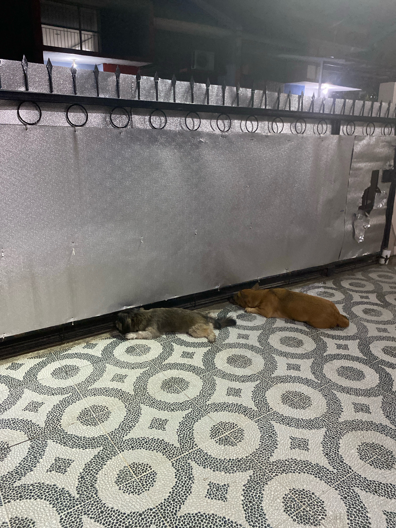 The image depicts an outdoor scene at night, likely in a residential area of Palembang, Indonesia, as indicated by the distinct patterned tile flooring and the presence of a spiked metal fence. Two dogs are resting on the tiled ground, close to a large, textured silver wall, which is likely part of a building or a gate. The fence at the top of the image has pointed metal spikes and several decorative metal rings. The ground is covered in a mosaic of small, rounded stones forming a geometric pattern of circles and squares. The lighting suggests artificial illumination from nearby sources, casting shadows. One dog, a medium-sized, shaggy, greyish-brown breed, is lying on its side with its head down. Beside it, a larger, short-haired, reddish-brown dog is also lying down, curled up. The overall atmosphere is calm and quiet, suggesting the dogs are sleeping or resting.