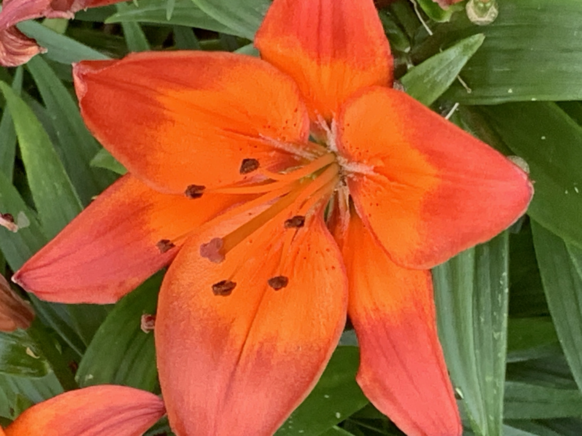 This is a close-up, overhead shot of an orange lily bloom. The flower is in focus, with its vibrant orange petals unfurled. Several dark brown stamens tipped with pinkish pollen are visible in the center of the flower. The background is filled with green lily leaves, some of which are slightly blurred, indicating a shallow depth of field. The lighting suggests it is daytime, possibly with soft sunlight filtering through. The scene is natural, with no man-made objects or people present. The location is unknown.