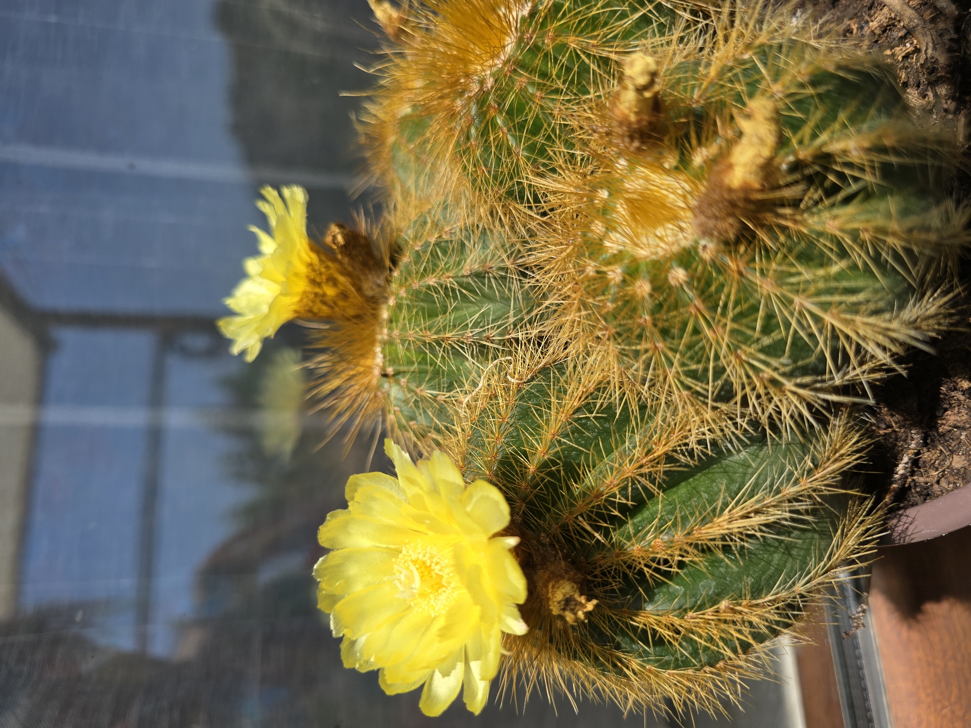 A close-up, eye-level shot focuses on a potted cactus with two bright yellow flowers in bloom. The cactus is green with numerous sharp, golden spines. One flower, on the left side of the frame, is fully open and detailed, showing its ruffled petals and central stamens. The second flower, located above and to the right of the first, is also yellow but appears slightly less open or partially obscured. The background is out of focus, showing a reflection of a window with blue sky and some blurry trees, suggesting the cactus is indoors, near a window. The lighting suggests it is daytime. The plant is situated in a dark pot with visible soil.