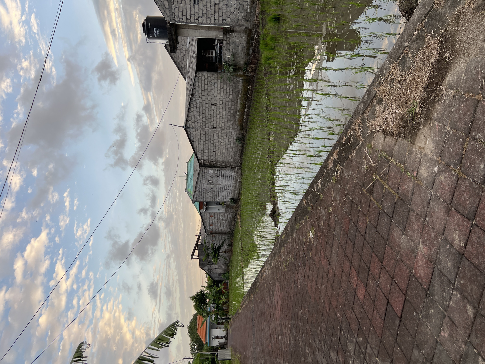 A vertical, medium shot captures an outdoor scene in the city of Mengwi, Indonesia. The image features a paved walkway in the foreground, made of reddish-brown interlocking pavers arranged diagonally. To the right of the walkway, a flooded rice paddy is visible, reflecting the sky and the surrounding structures. Young rice plants, green and slender, are planted in neat rows within the paddy.
Beyond the rice paddy, a row of simple, single-story buildings constructed from grey concrete blocks lines the landscape. These buildings appear to be residential or storage structures. One building has a sloping grey roof, while another features a more angled, dark roof. A prominent black water tank labeled "PROFIL TANK 1100 L" is mounted on the roof of one of the structures. A tall, narrow wooden ladder leans against the side of one of the buildings.
In the background, more buildings are visible, including one with an orange tiled roof. Lush green vegetation, including banana trees, frames the buildings and the pathway. The sky above is a pale blue, dotted with fluffy white and grey clouds, suggesting either early morning or late afternoon lighting. The overall scene depicts a rural or semi-urban environment in Indonesia, characterized by traditional farming practices and modest architecture. There are no people visible in the image.