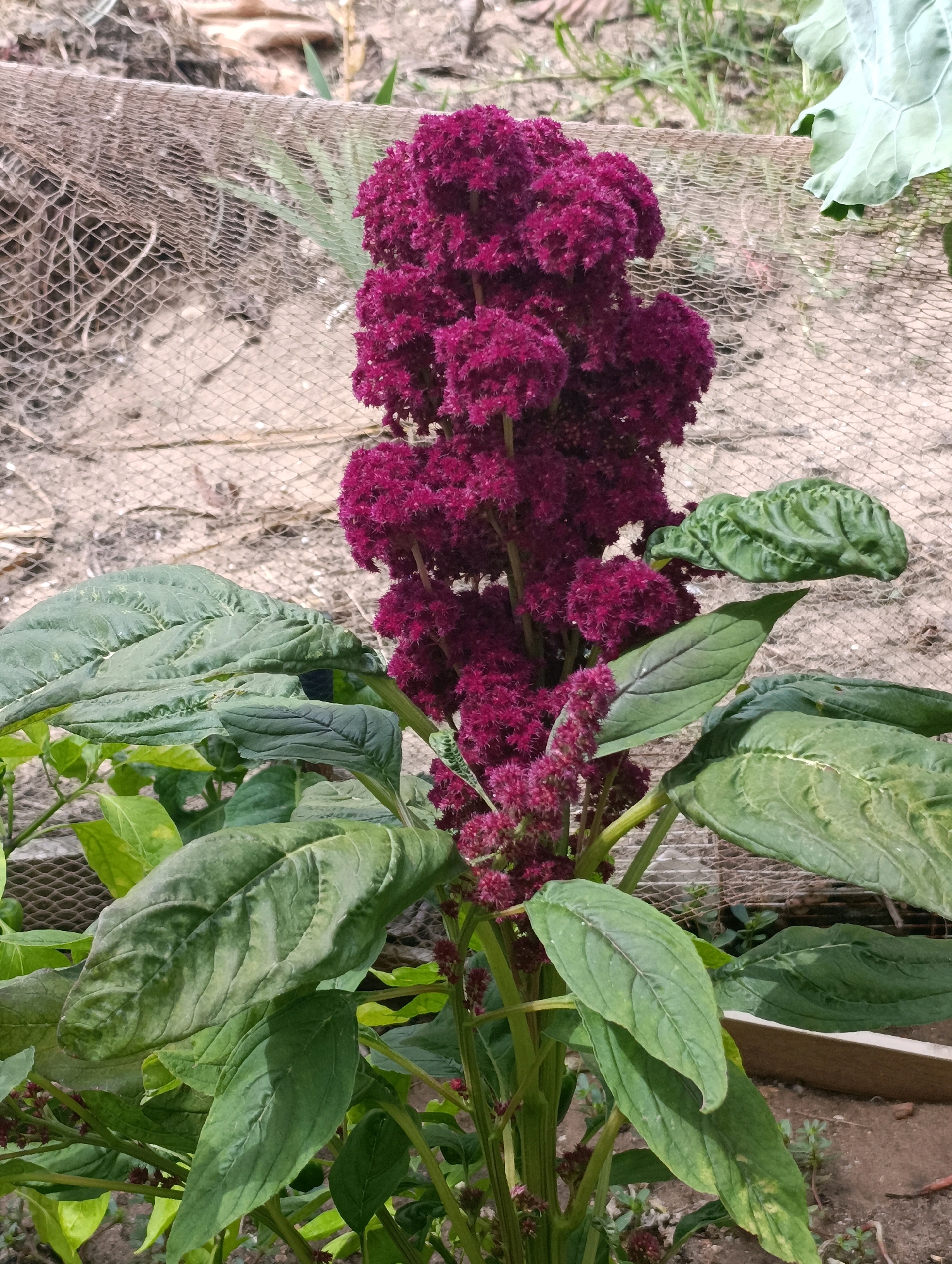 An amaranth plant with a tall, dense, crimson flower spike stands in an outdoor setting, likely a garden. Large, vibrant green leaves unfurl from its thick stem. Behind the plant, a coarse, woven fence or netting is visible, with sandy soil and sparse vegetation. The scene appears to be in a sunny, natural environment. The image does not contain any people or indicate a specific location within Setúbal, Portugal.